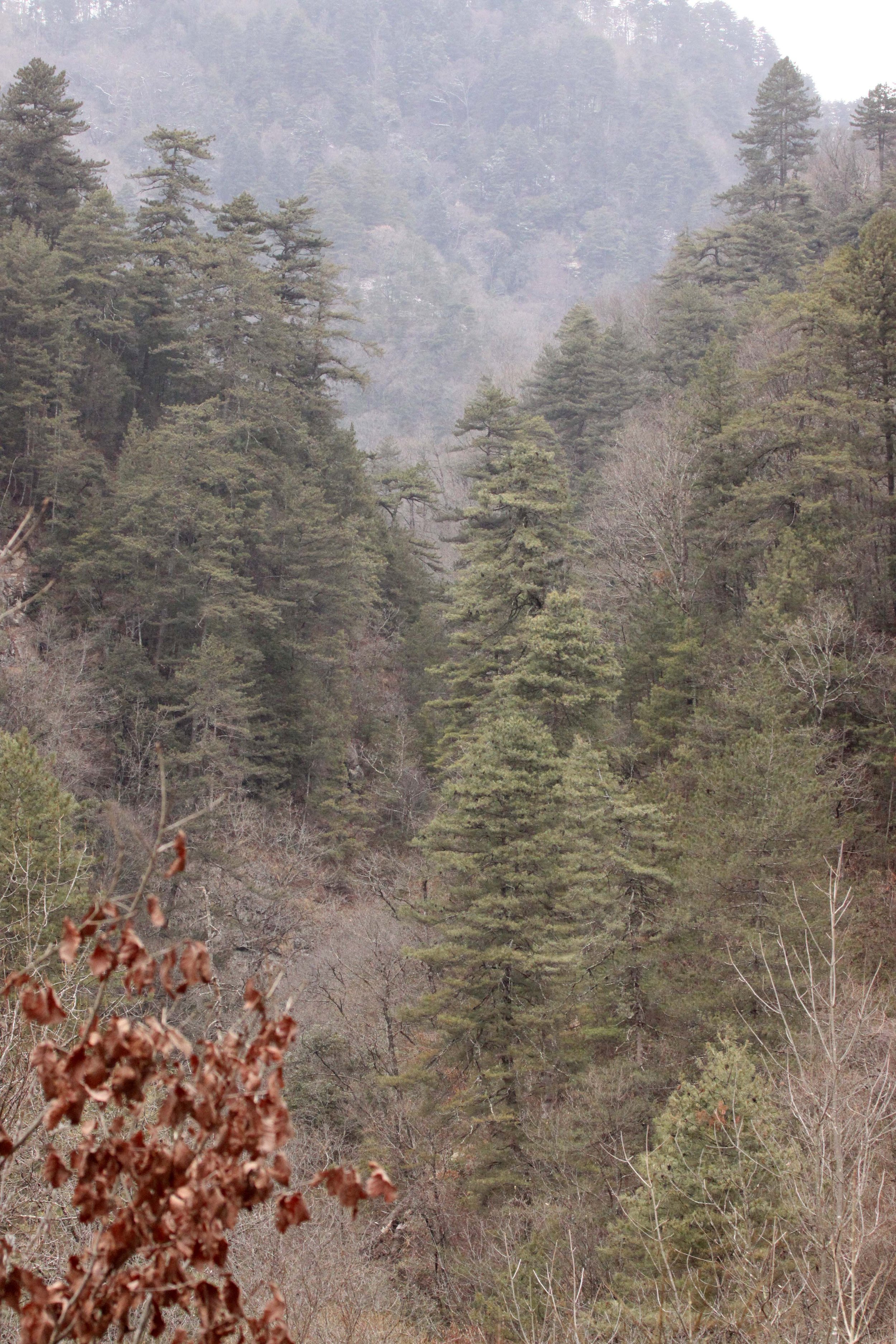 FOPING NATURE RESERVE - SHAANXI PROVINCE CHINA (99).JPG