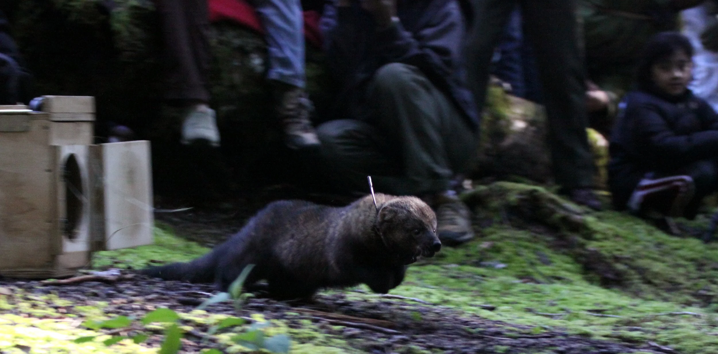 MUSTELID - FISHER - FINAL RELEASE ON 2-20-2010 (12).JPG