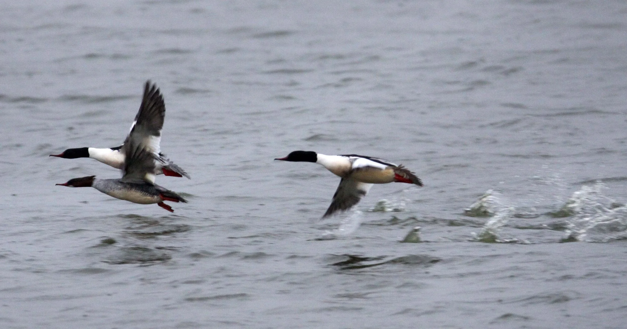 MERGANSER - COMMON MERGANSER (GOOSANDER) - Mergus merganser - YANCHENG CHINA (4).JPG