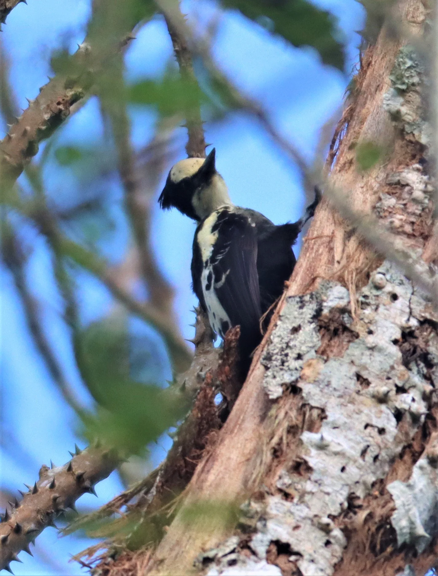 WOODPECKER - HEART-SPOTTED WOODPECKER - Hemicircus canente - KHAO YAI NATIONAL PARK (24).jpg