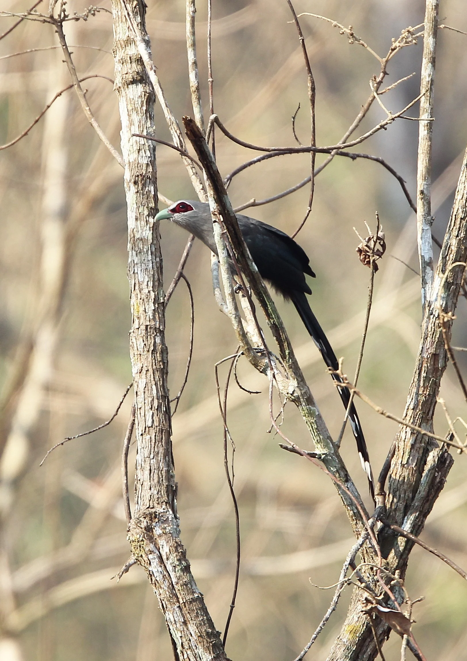 Green-billed Malkoha (Phaenicophaeus tristis) Khao Ban Dai Huai Kha Khaeng NWR Thailand (2).JPG