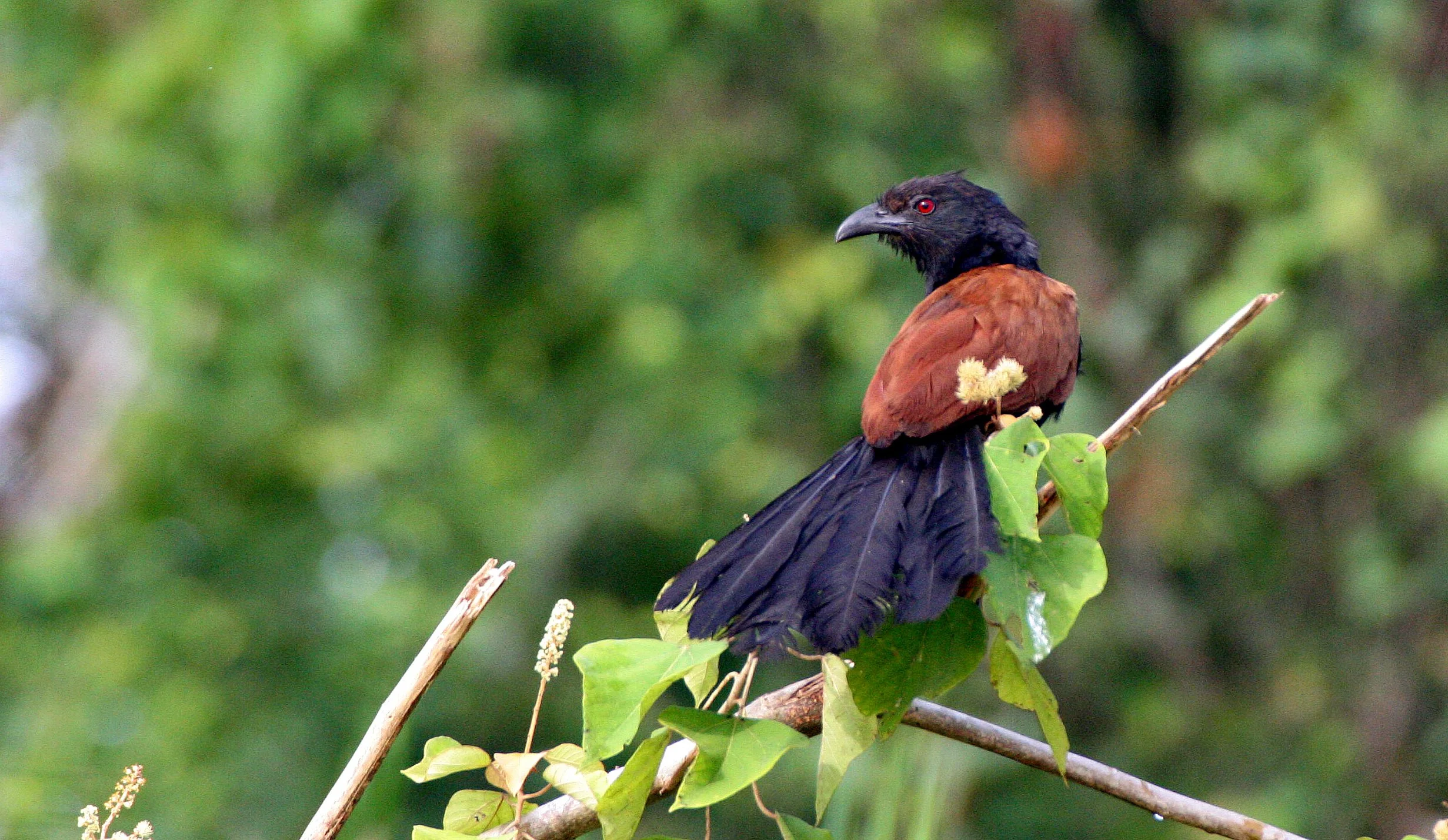 Greater Coucal (Centropus sinensis) Kinabatangan River Borneo (6).JPG