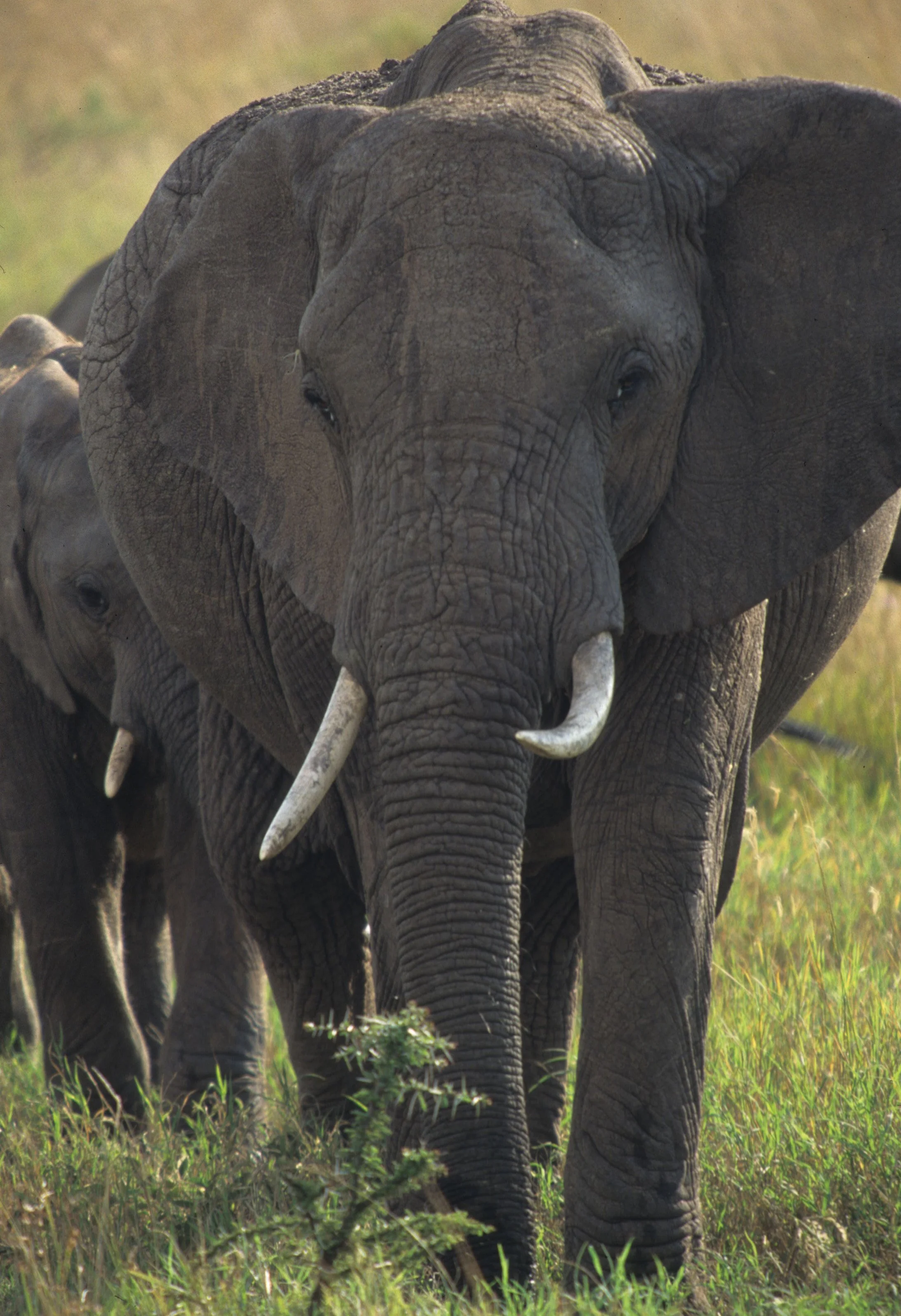 ELEPHANT - SERENGETI 56.jpg