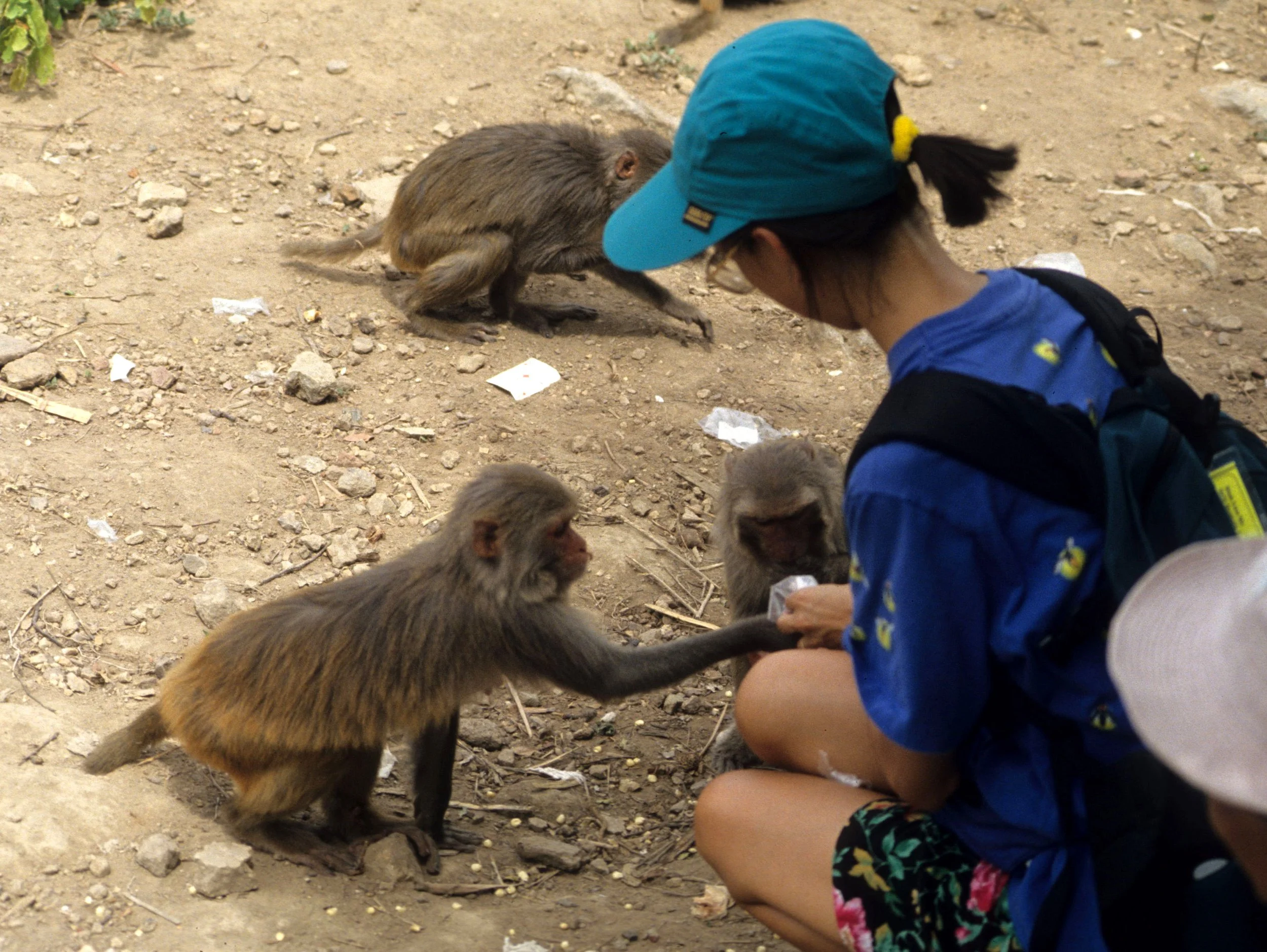 PRIMATE - MACAQUE - RHESUS MACAQUES - NHA TRANG MONKEY ISLAND VIET NAM (6).jpg