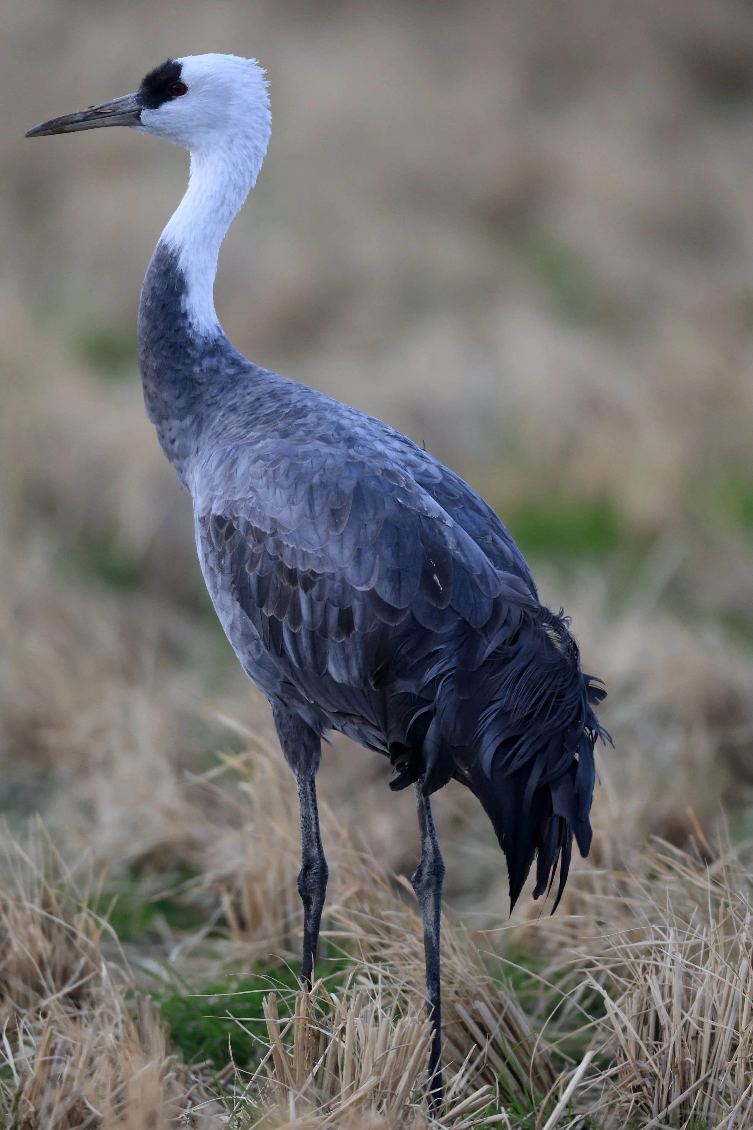 Hooded Crane (Grus monacha) Izumi Crane Park & Center, Izumi Kagoshima Kyushu Japan (64).jpg