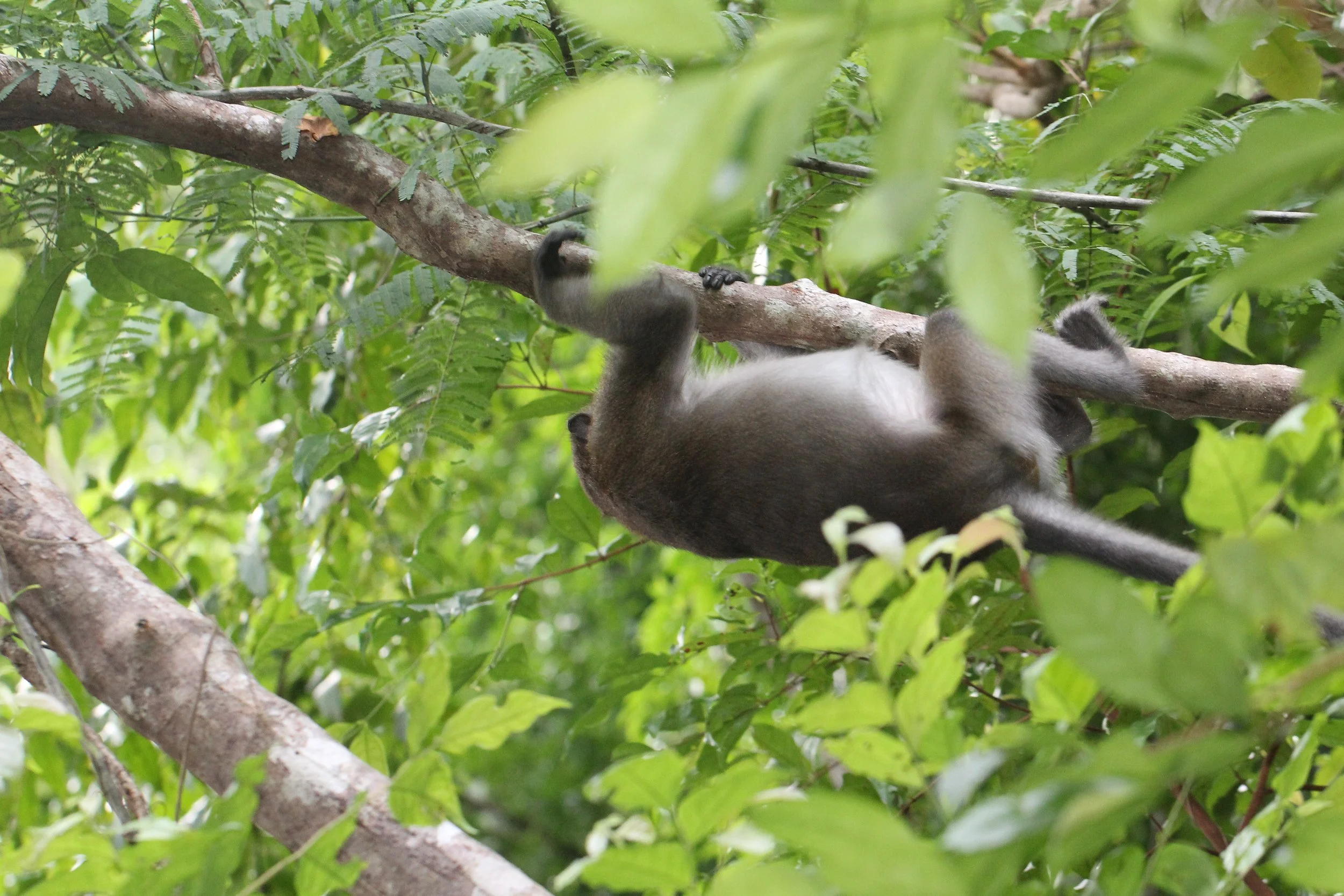 CERCOPITHECIDAE - Macaca fascicularis - LONG-TAILED MACAQUE - KOH LANTA NATIONAL PARK THAILAND - SOM'S SHOT (37).JPG