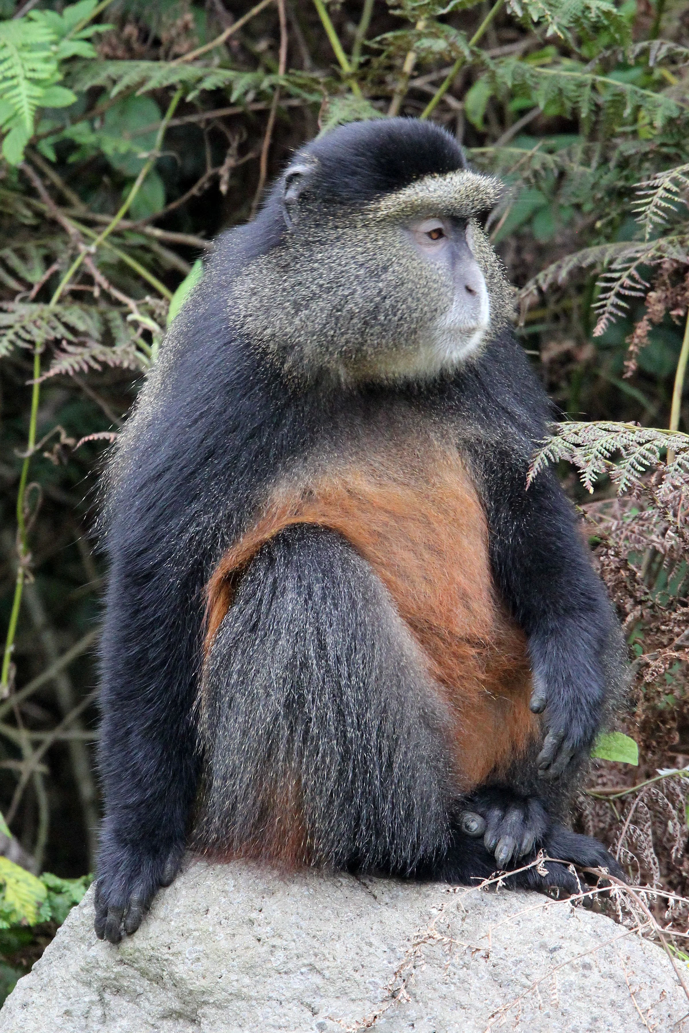 CERCOPITHECIDAE - Cercopithecus kandti - VIRUNGA GOLDEN MONKEY - PARK DU VULCANS RWANDA (395).JPG