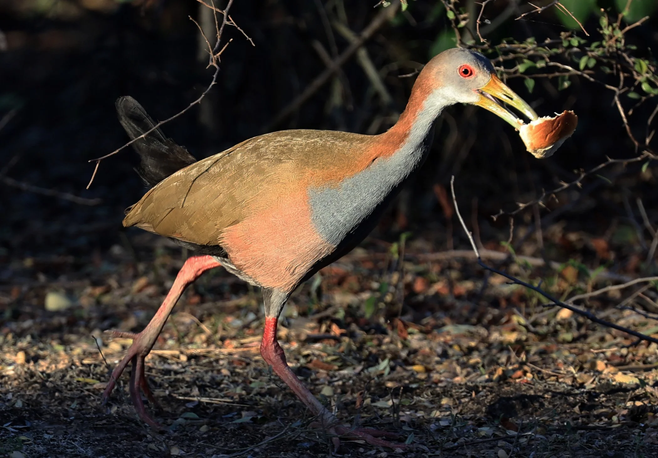 Gray-cowled Wood-Rail (Aramides cajaneus) Reserva Natural Canada el Carmen, Paraguay  (19).jpg