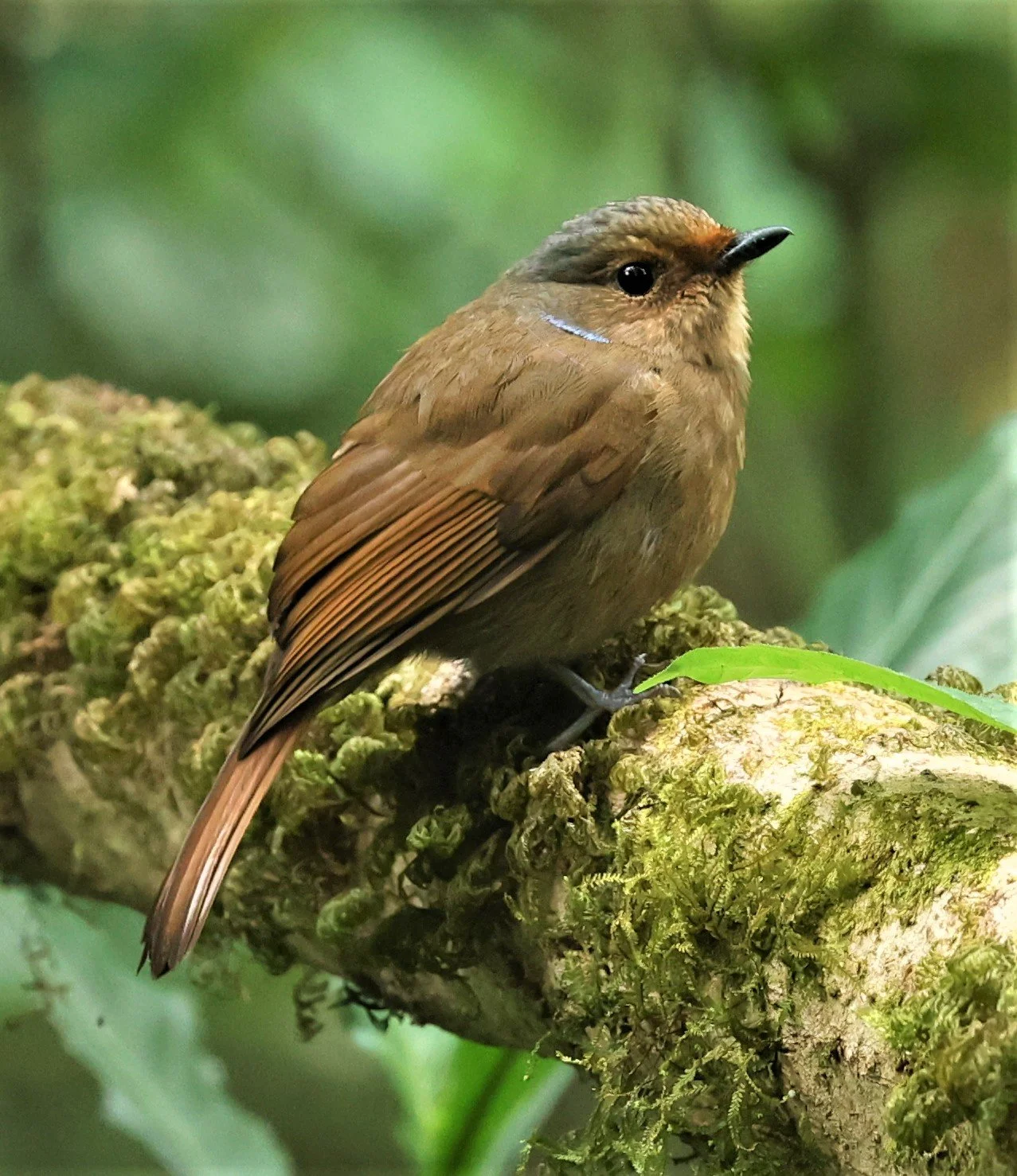 NILTAVA - LARGE NILTAVA - Niltava grandis - DOI DOI PHA HOM POK NP DOI LANG EAST FEB 2022 (10).jpg