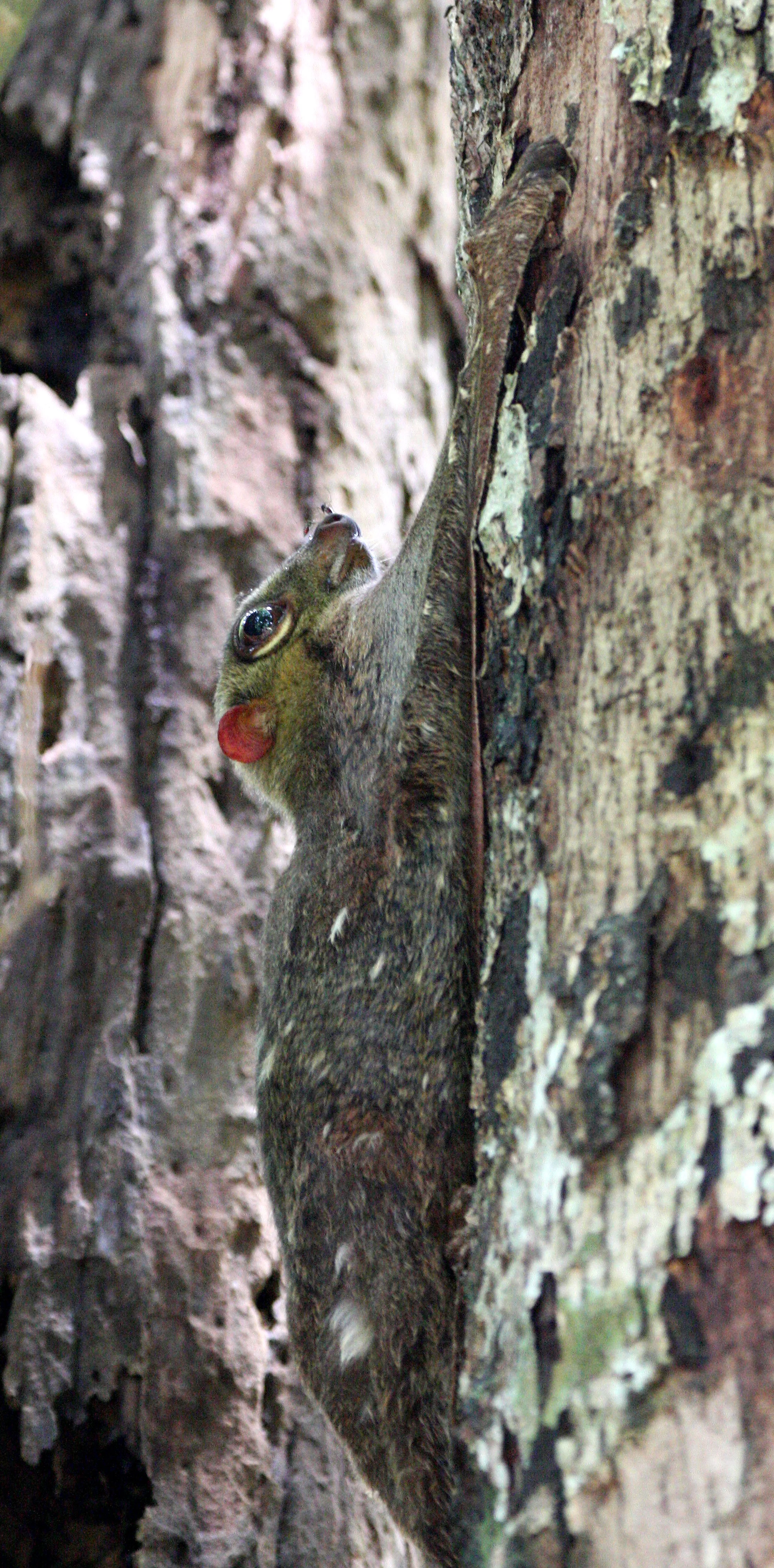 COLUGO - SUNDA COLUGO - Galeopterus variegatus - LANTA ISLAND THAILAND. KOH LANTA NATIONAL PARK, THE OTHERSIDE VILLAS (23).JPG