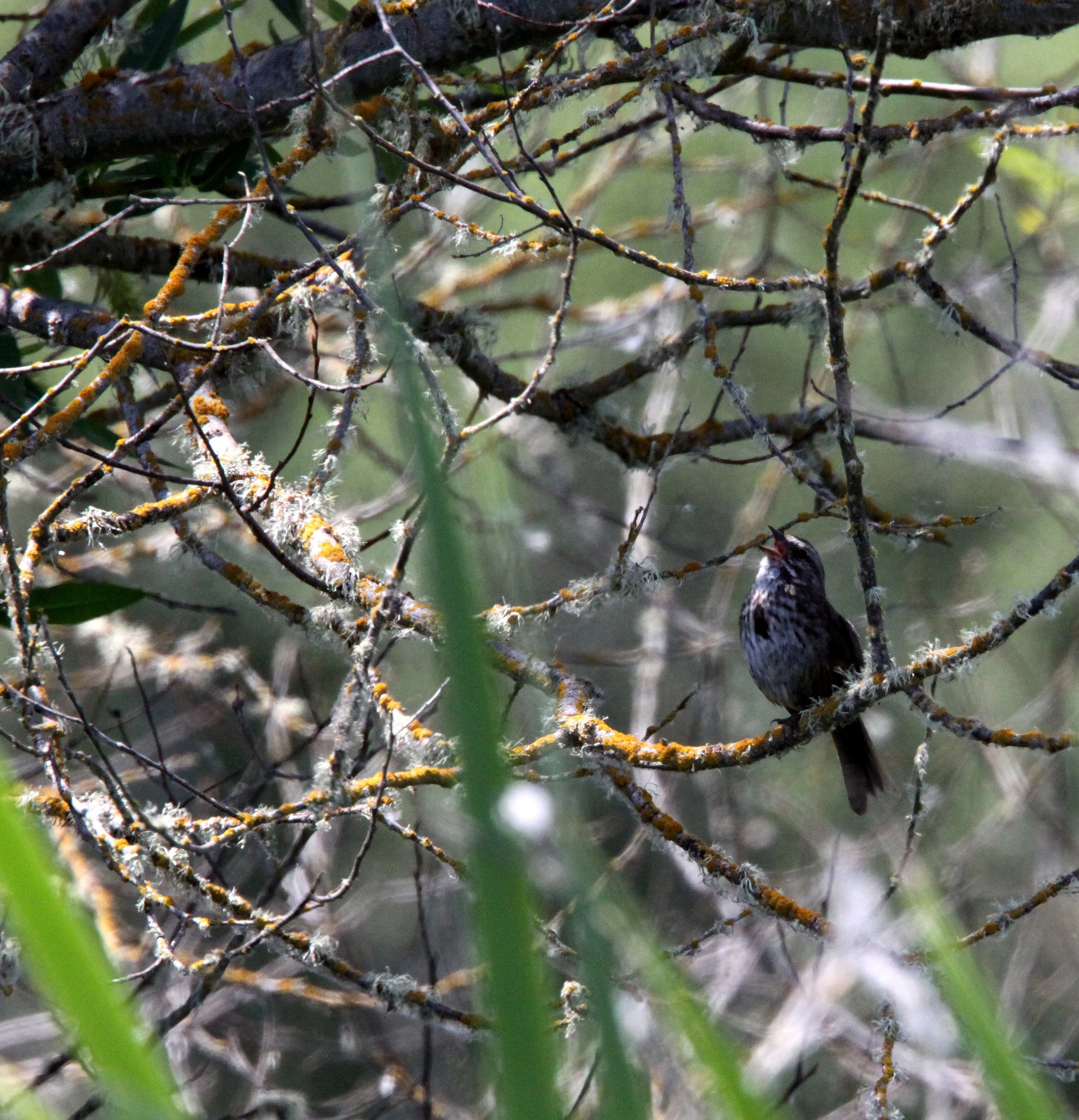 BIRD - SPARROW - SONG SPARROW - JAMESTOWN WA.JPG