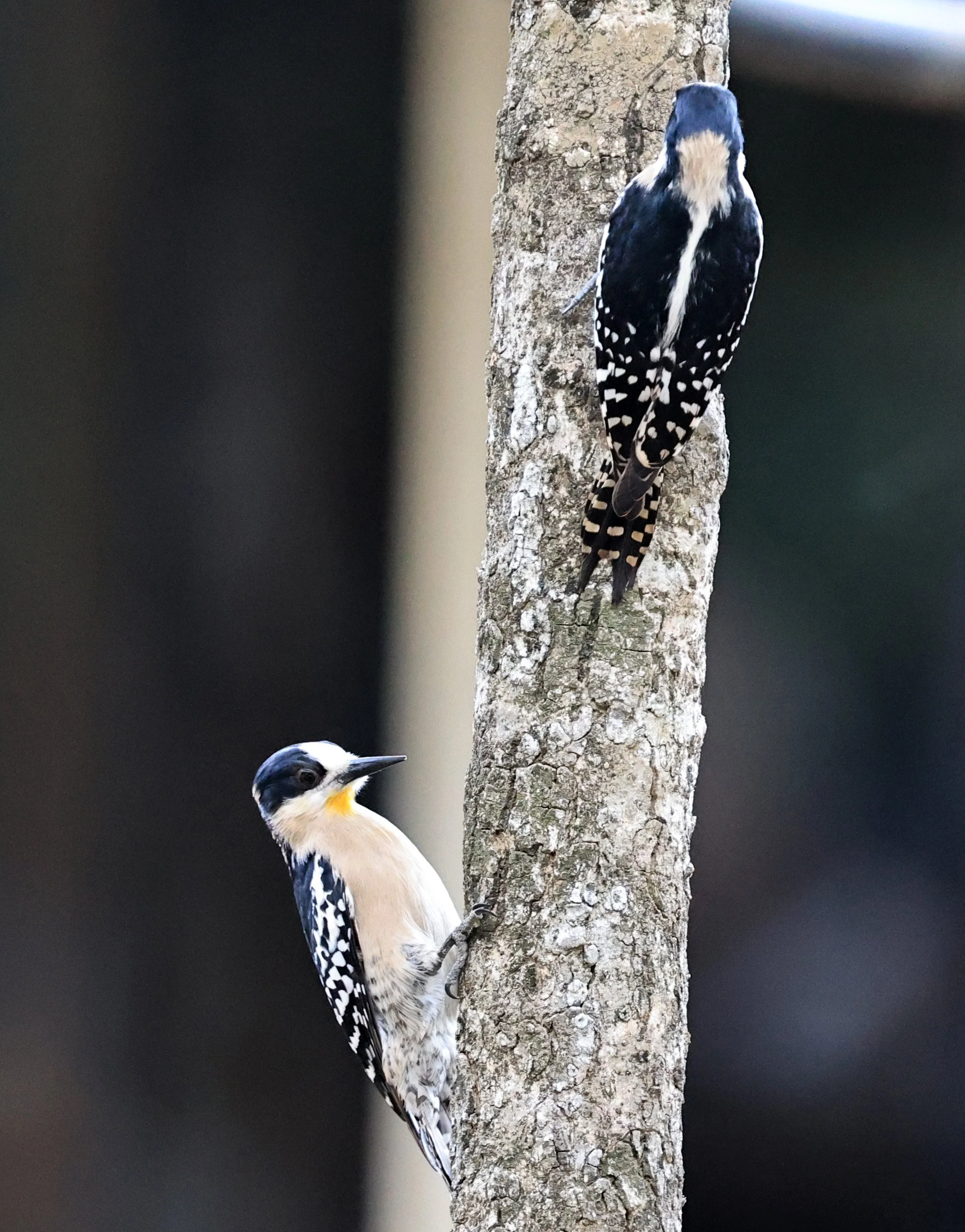 White-fronted Woodpecker (Melanerpes cactorum) Hotel Campestre Iparoma Paraguay (35).jpg