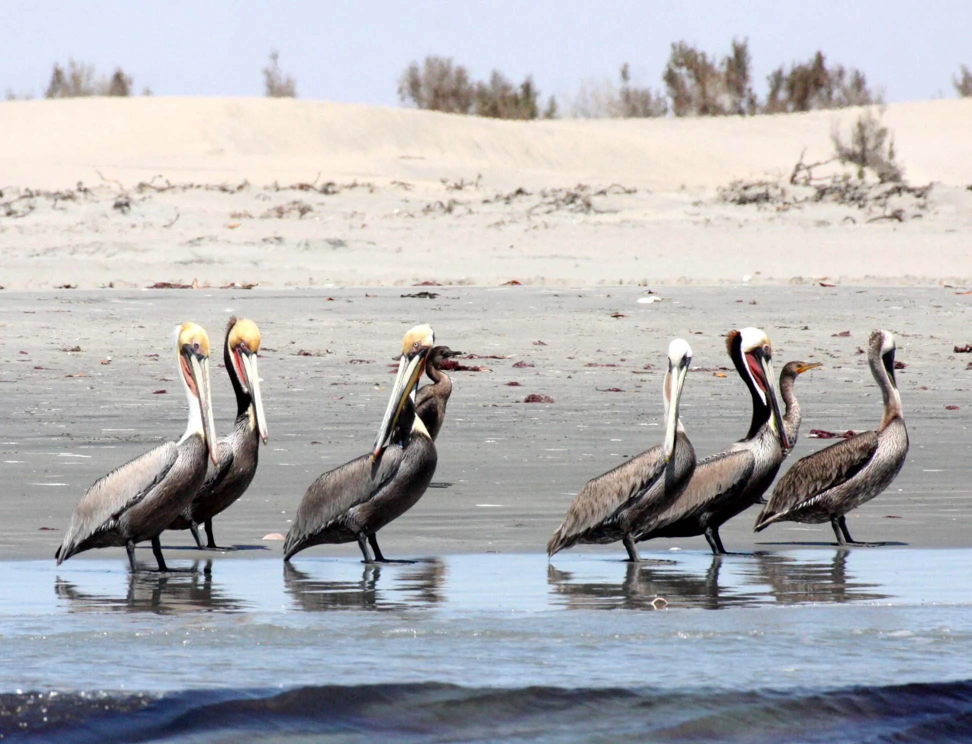 Pelecanus occidentalis - BROWN PELICAN - WITH DOUBLE-CRESTED CORMORANTS AND BRANDT'S CORMORANTS - SAN IGNACIO LAGOON BAJA MEXICO (8).JPG