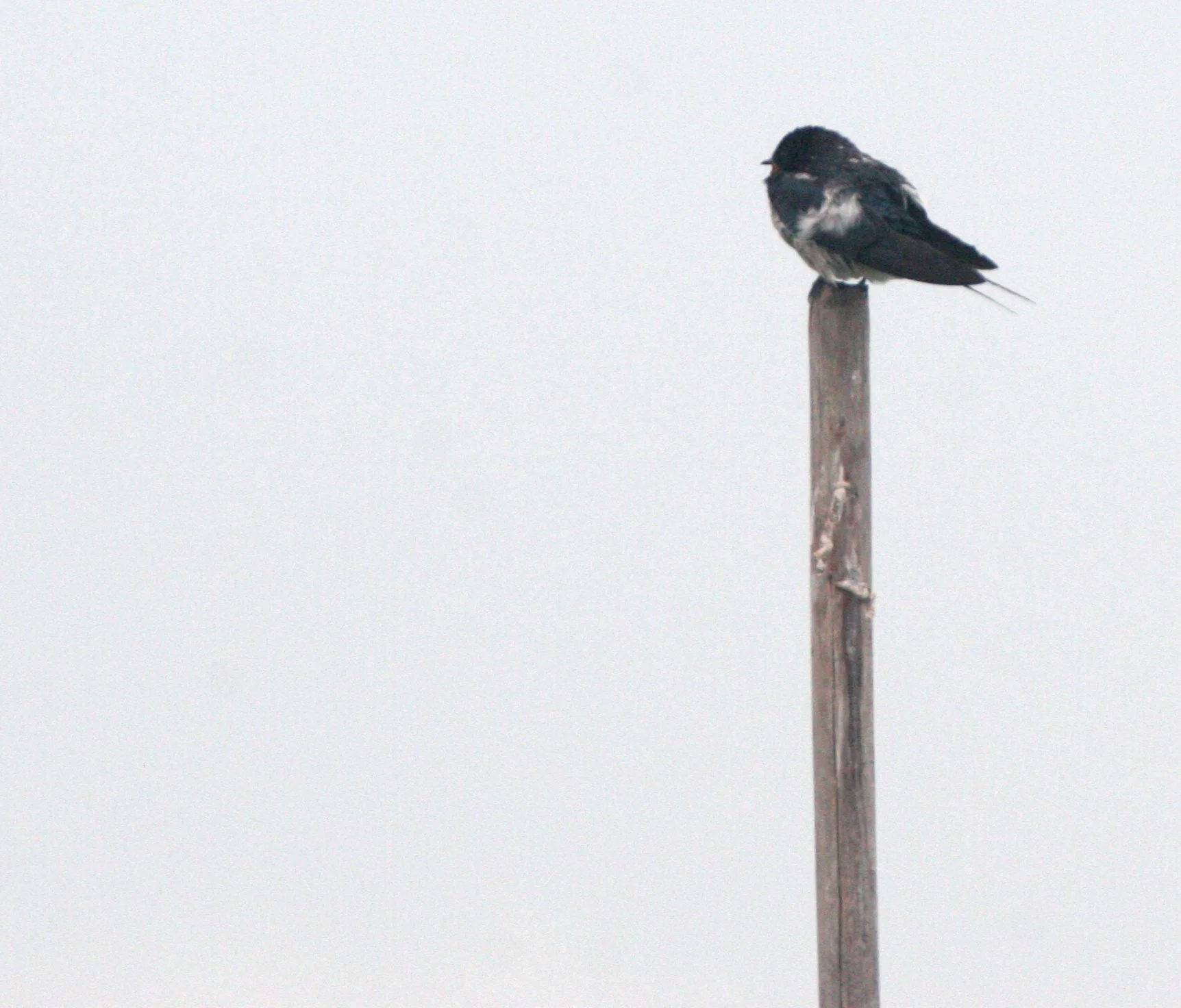 Barn Swallow (Hirundo rustica) Bueng Boraphet Wetlands Nakhon Sawan Thailand (40).JPG