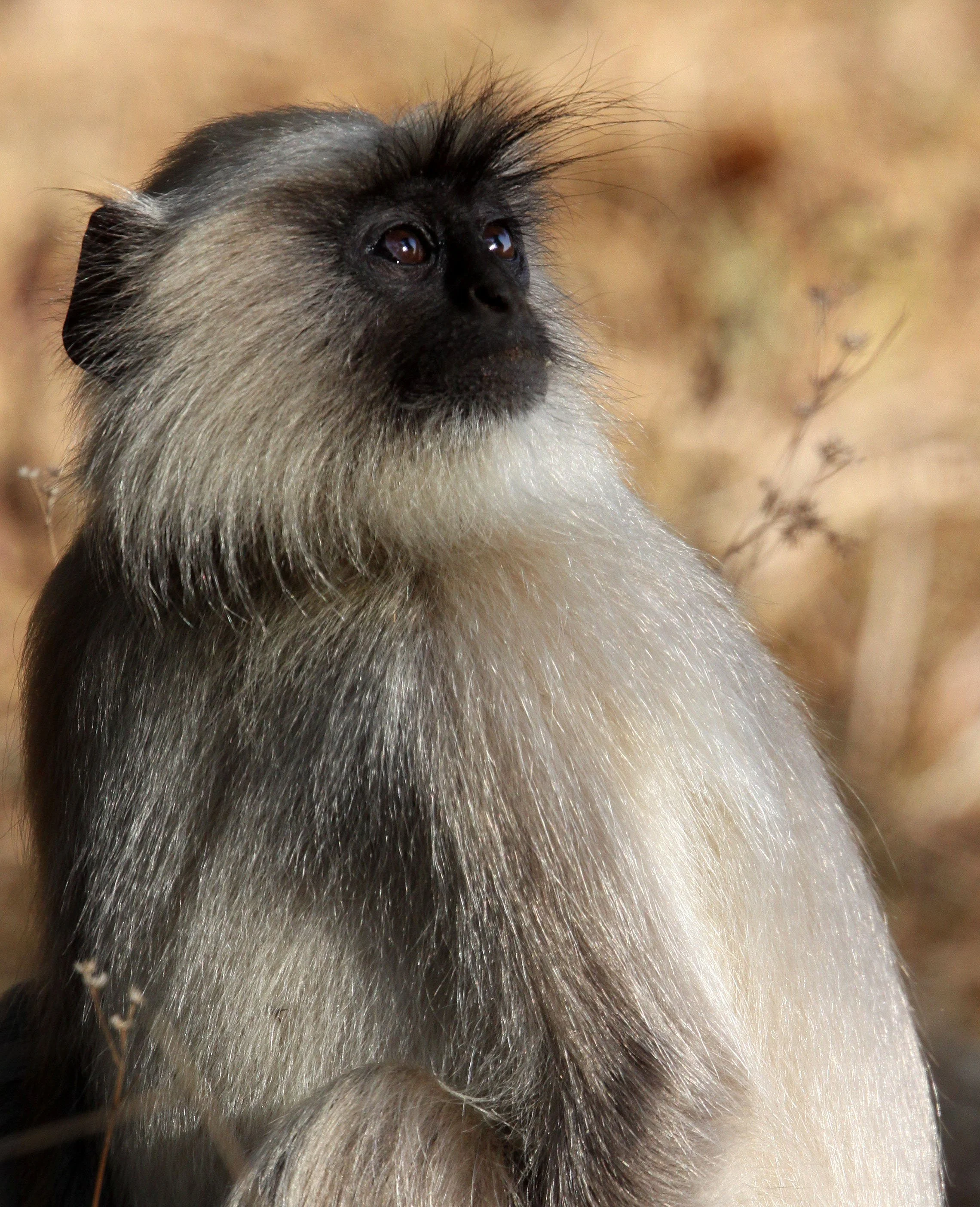 CERCOPITHECIDAE - Semnopithecus entellus - BENGAL SACRED (HANUMAN OR SOUTHERN GREY PLAINS) LANGUR - BLACKBUCK NATIONAL PARK INDIA (12).JPG