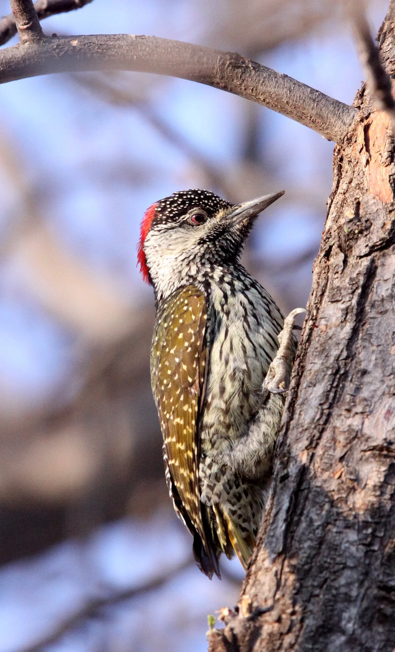 BIRD - WOODPECKER - CARDINAL WOODPECKER - DENDROPICOS FUSCESCENS - MARRICK CAMP KIMBERLY SOUTH AFRICA (16).JPG