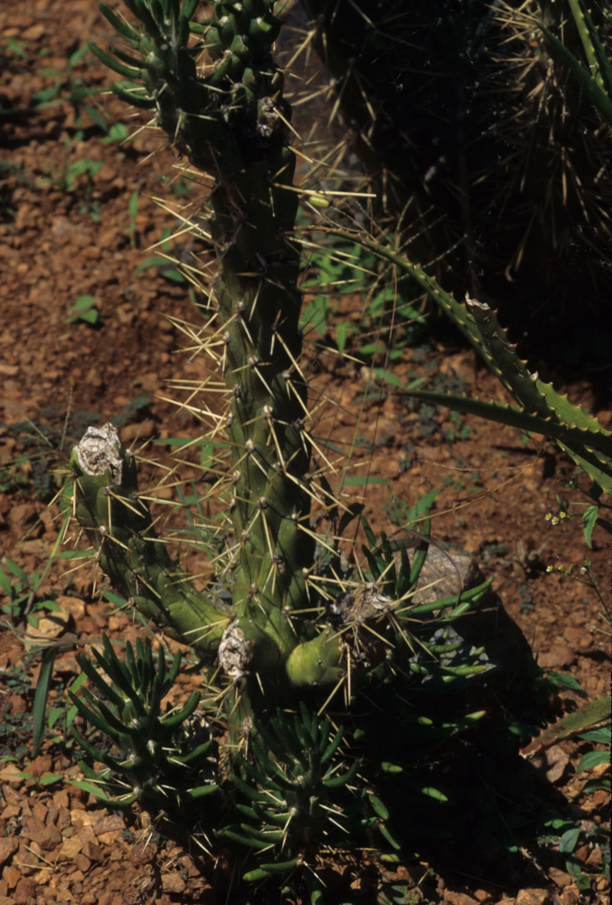 KENYA - PLANT - EUPHORB A.jpg