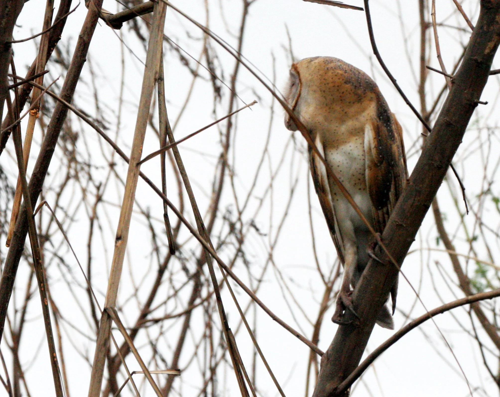 Tyto alba - BARN OWL - BUENG BORAPHET THAILAND (17).JPG