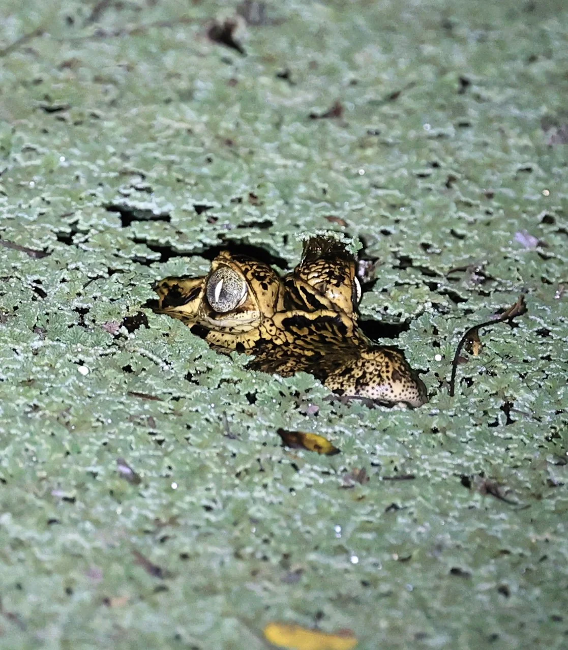 Yacare Caiman (Caiman yacare) Fortin Toledo Paraguay (5).jpg