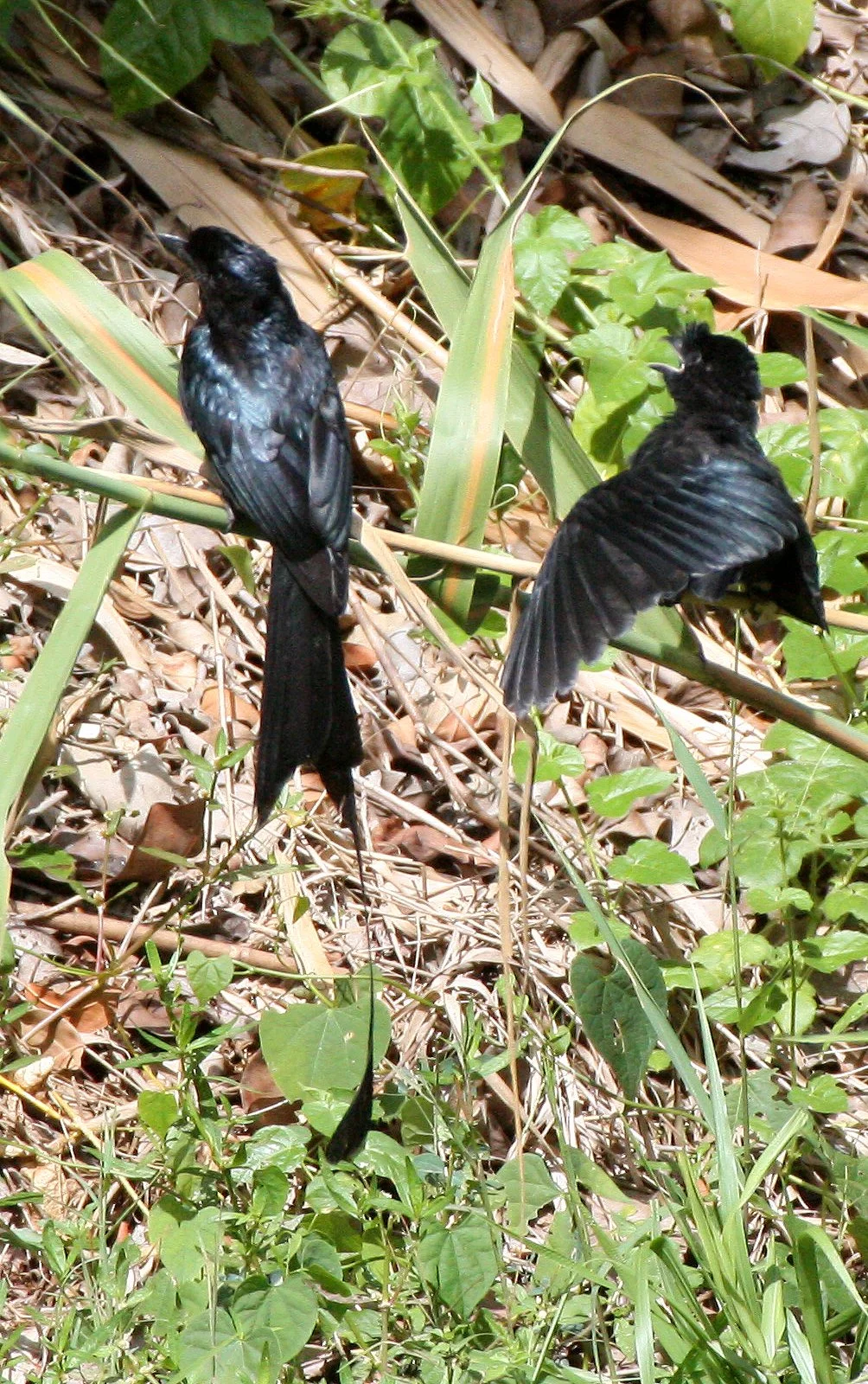 DRONGO - GREATER RACKET TAILED DRONGO - Dicrurus paradiseus - KAENG KRACHAN NP THAILAND (10).JPG