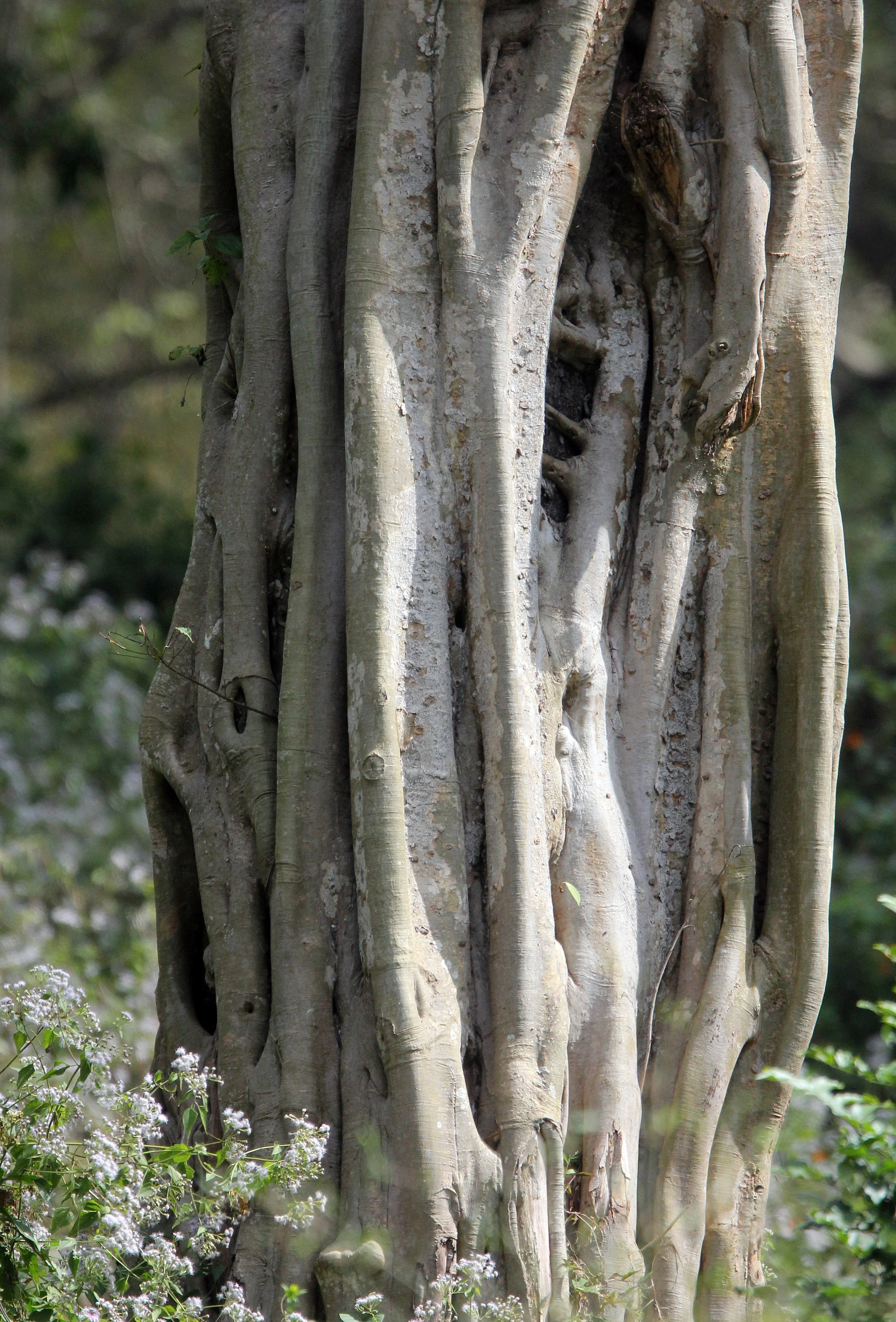 INDIRA GANDHI TOPSLIP NATIONAL PARK, TAMIL NADU INDIA.JPG