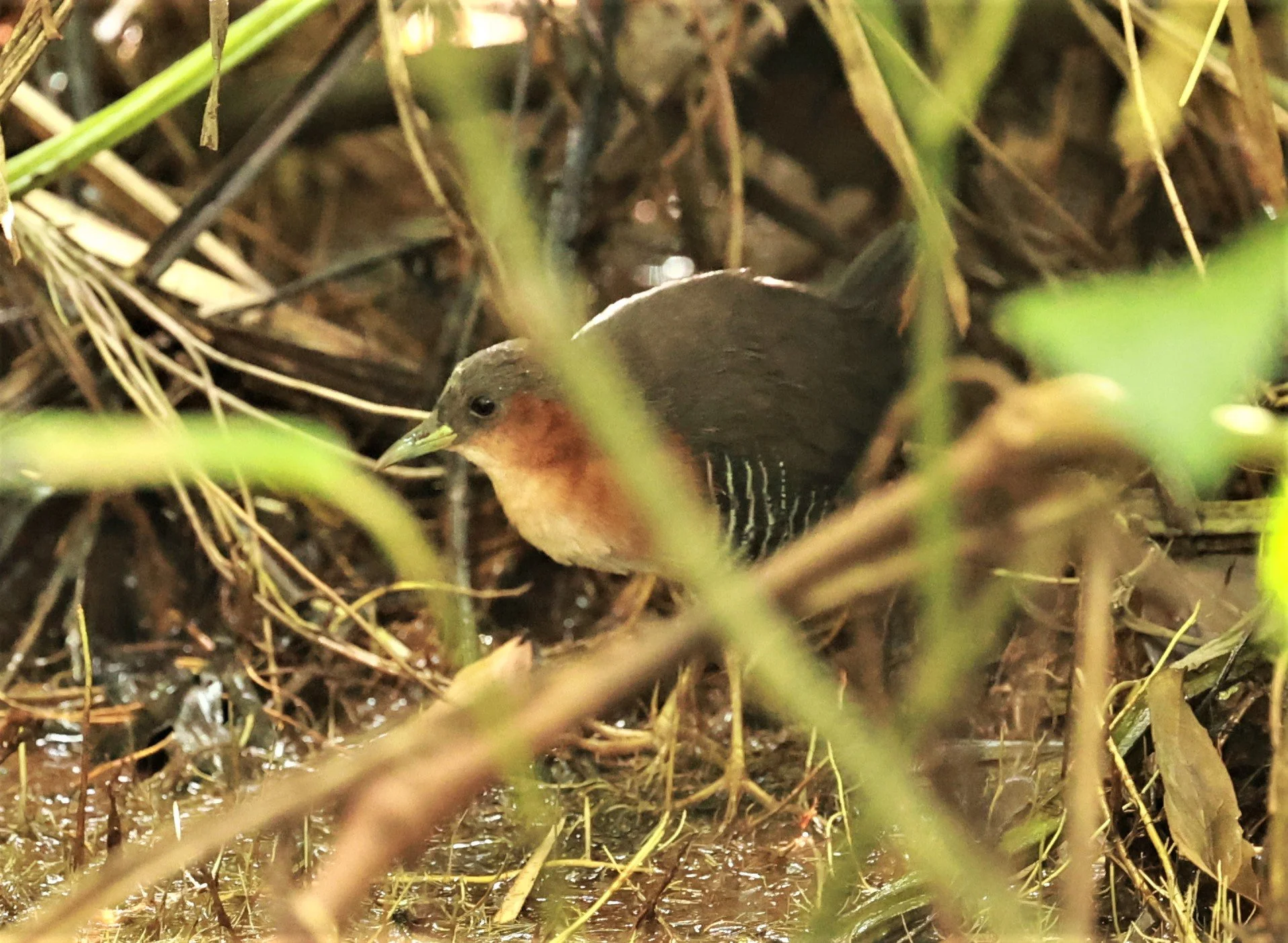 Rufous-sided Crake - Laterallus melanophaius - Estancia, Sergipe & Northern Bahia State, Brazil (61).jpg