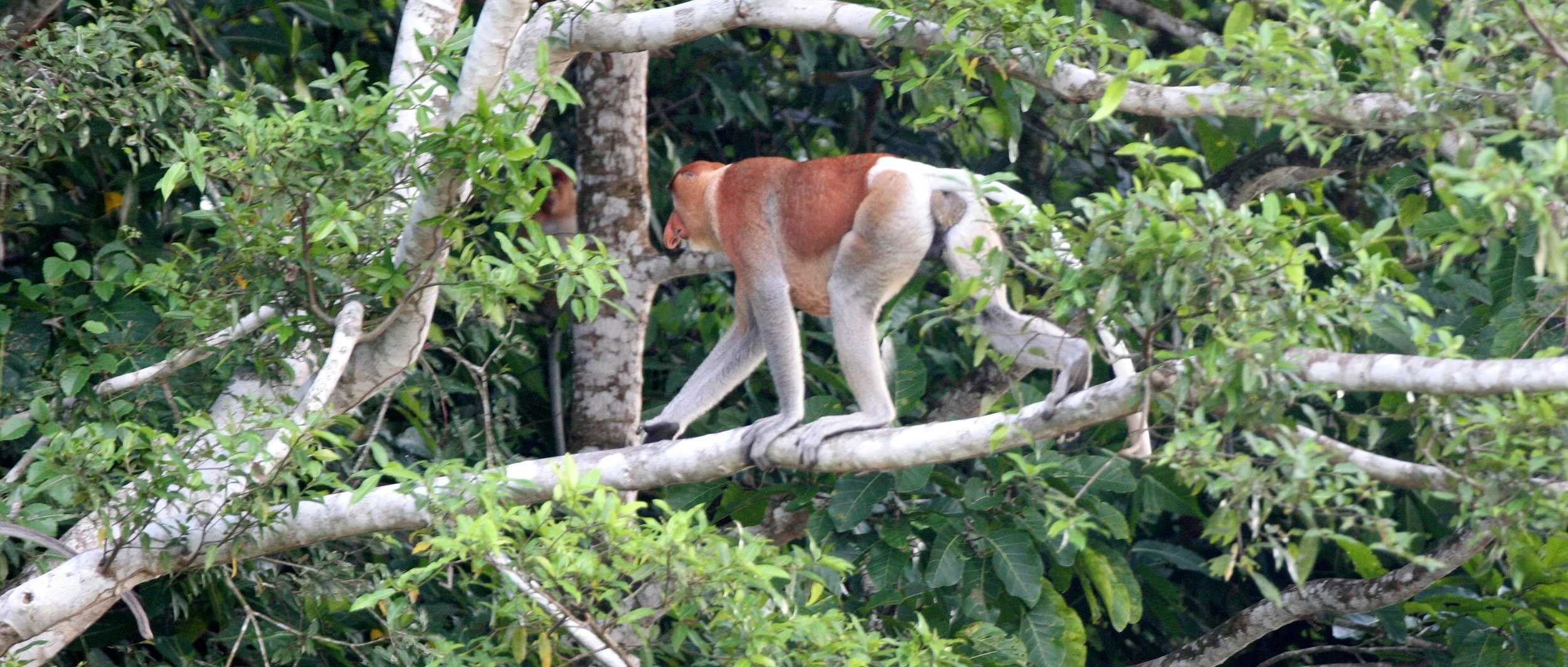 CERCOPITHECIDAE - Nasalis larvatus - PROBOSCIS MONKEY - KINABATANGAN RIVER BORNEO  (32).JPG