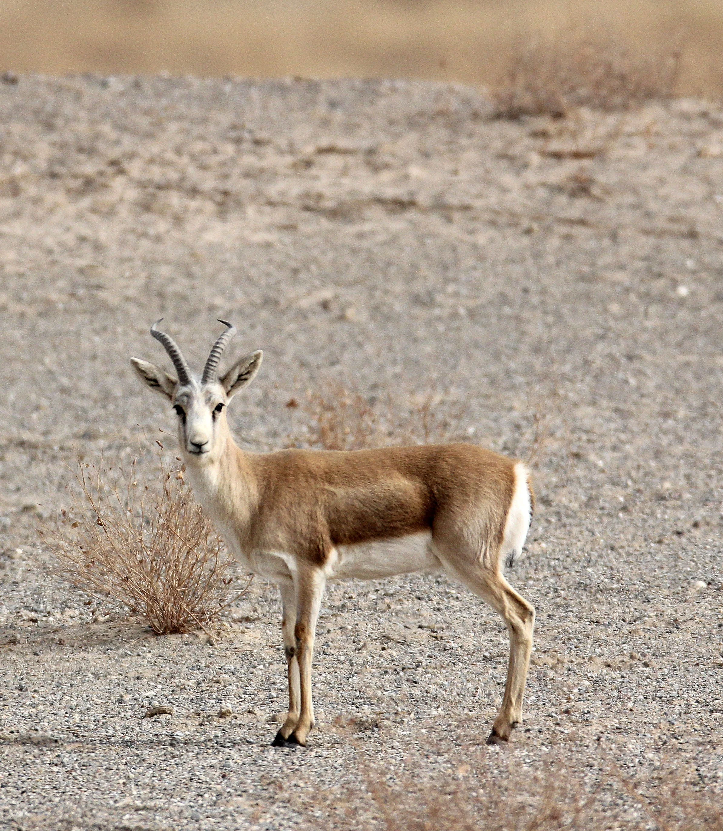GAZELLE - YARKAND GAZELLE - Gazella yarkandensis - DUNHUANG XIFU NATURE RESERVE - GANSU CHINA (101).JPG