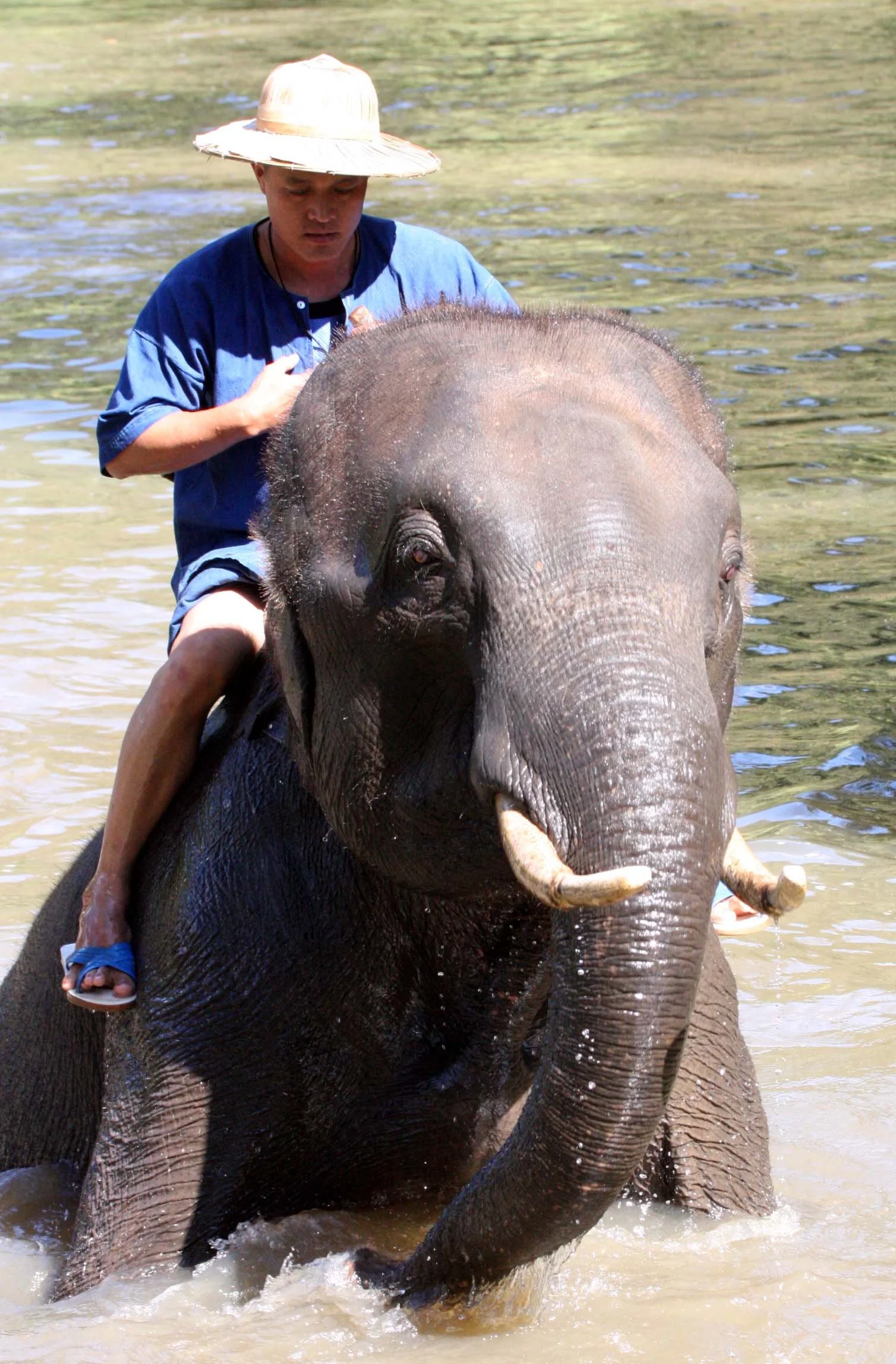2008 Lampang City & Elephant Center (111).JPG