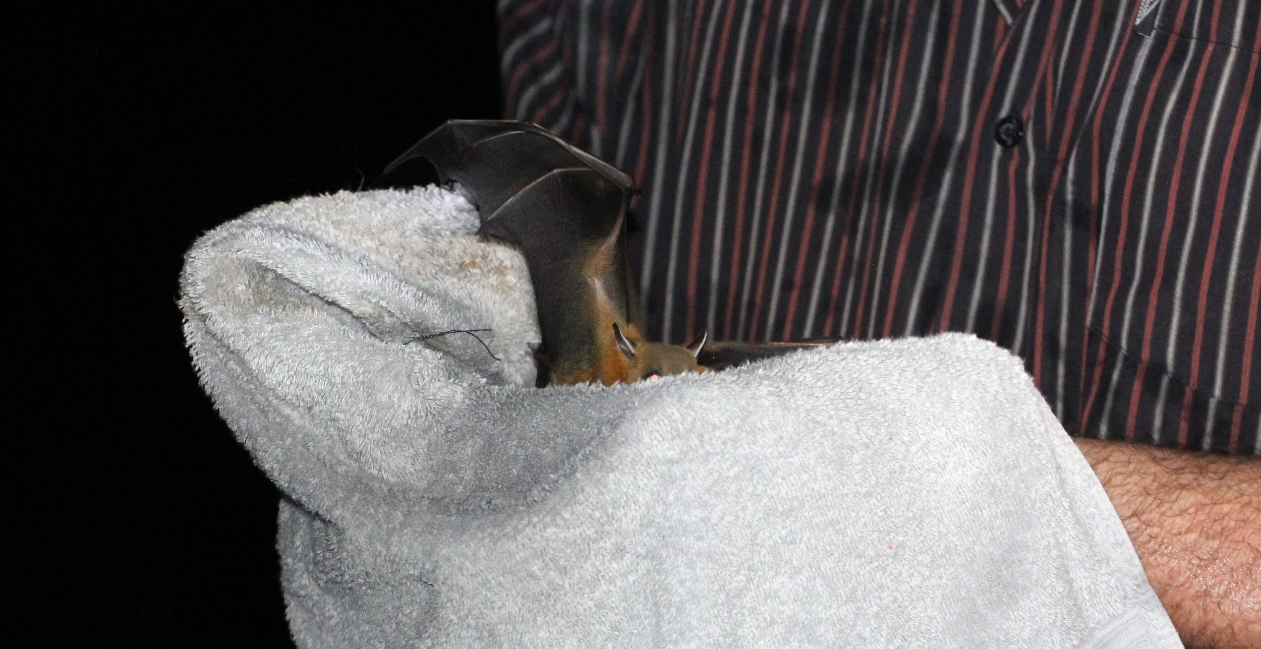 Cynopterus brachyotis - SUNDA SHORT-NOSED FRUIT BAT -  BATS IN NETS - KOH LANTA THAILAND (1).JPG