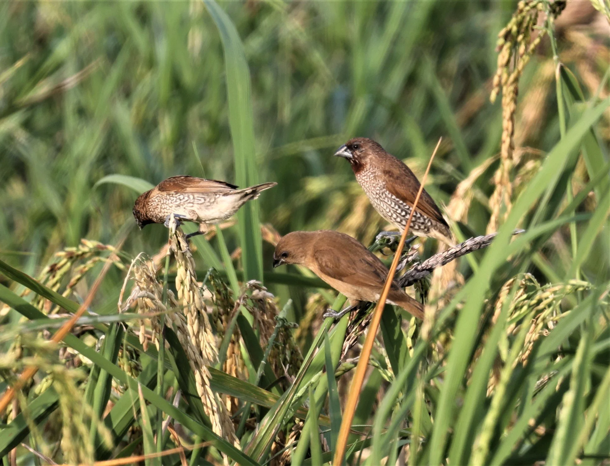 MUNIA - SCALY BREASTED MUNIA - Lonchura punctulata - PATHUM THANI RICE RESEARCH CENTER 14 SEPT 2021 (8).jpg