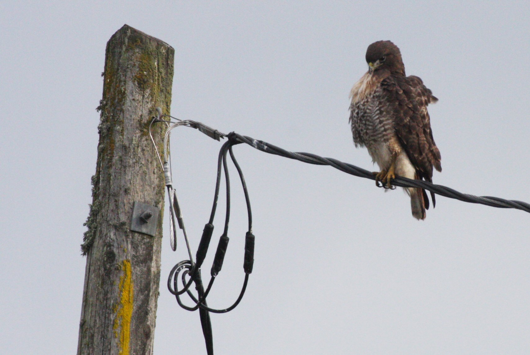 BIRD - HAWK - RED-TAILED HAWK - JAMESTOWN WA (33).JPG