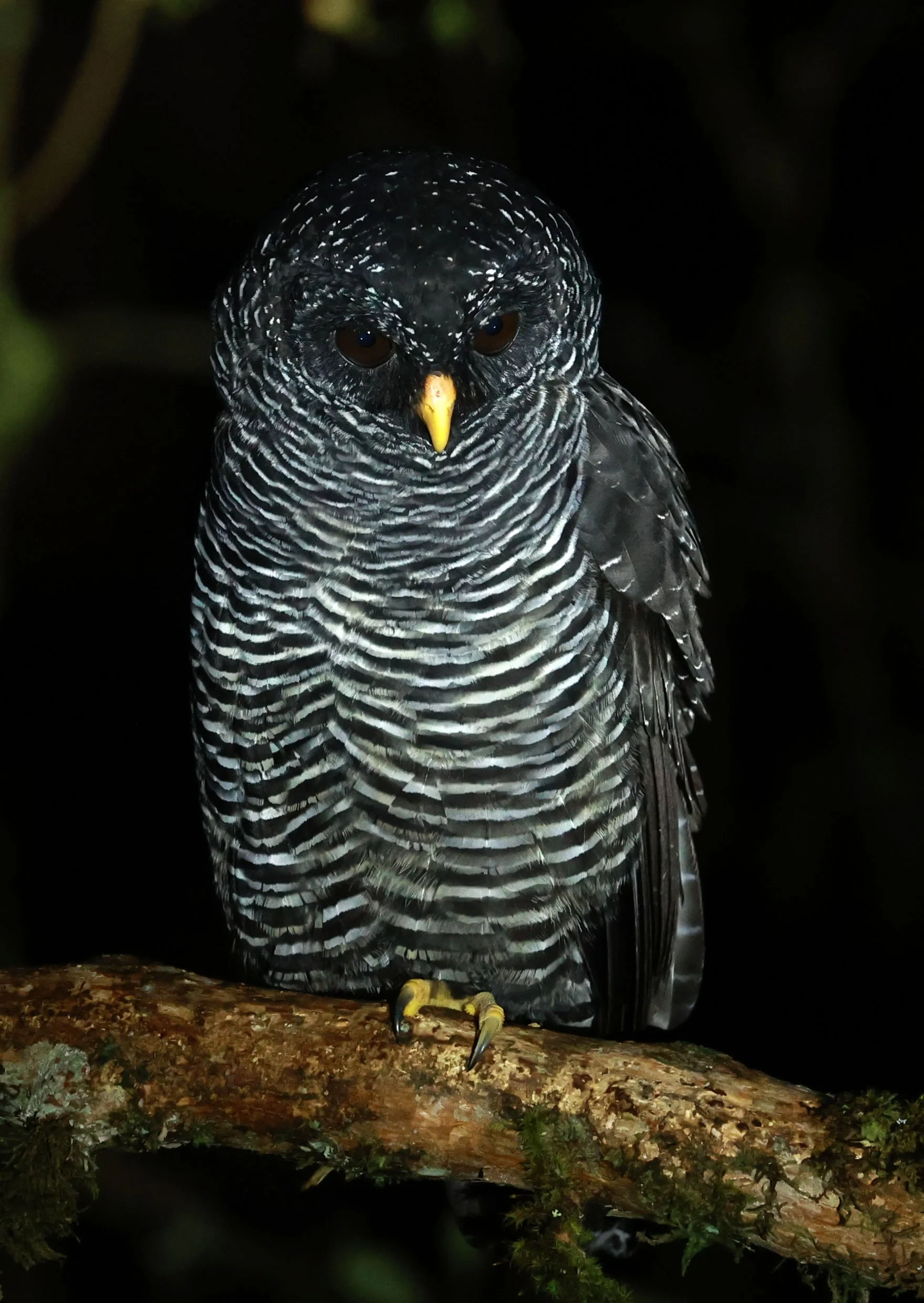Owl - Black-banded Owl - Strix huhula - San Isidro Lodge, Ecuador (57).jpg