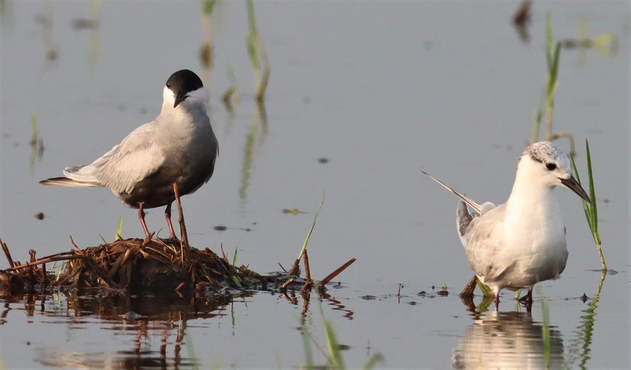 TERN - WHISKERED TERN - Chlidonias hybridus - PATHUM THANI RICE RESEARCH CENTER (13).jpg