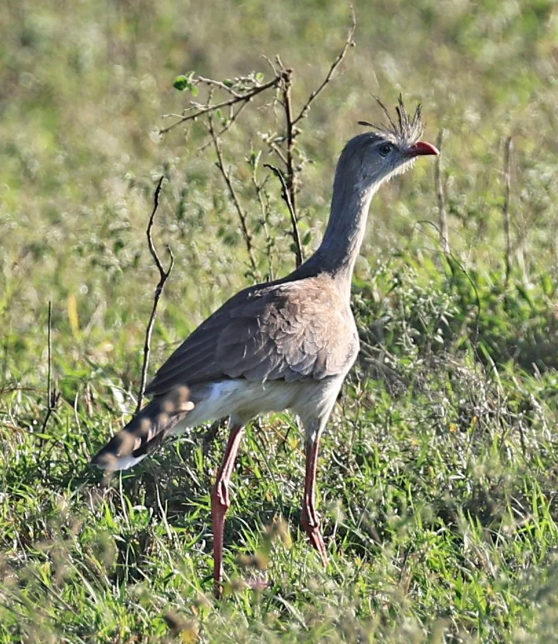 Red-legged Seriema (Cariama cristata) Neuland Mennonite Colony Paraguay