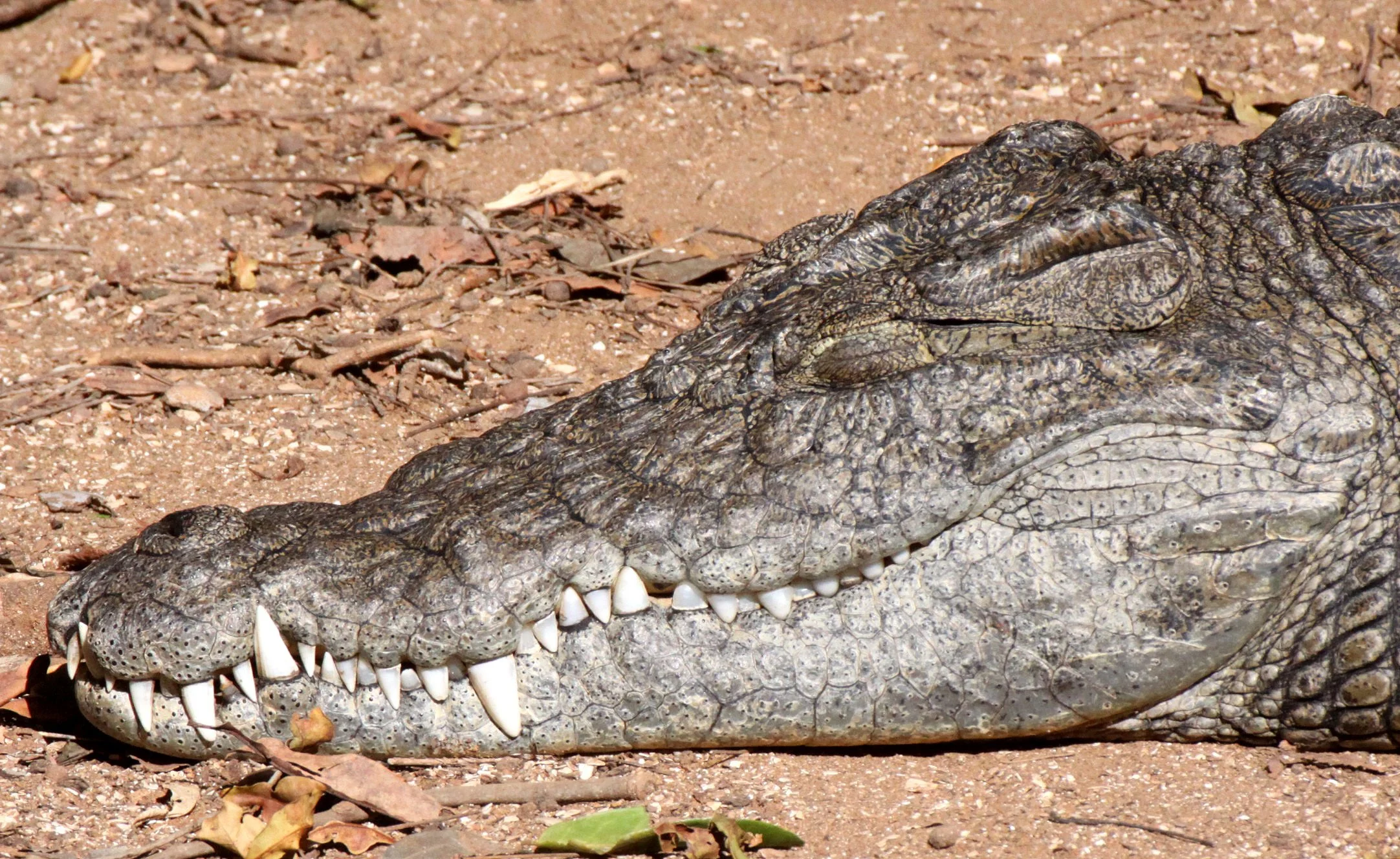 Madagascar Crocodile (Crocodylus niloticus madagascarensis) Andisabe Madagascar

