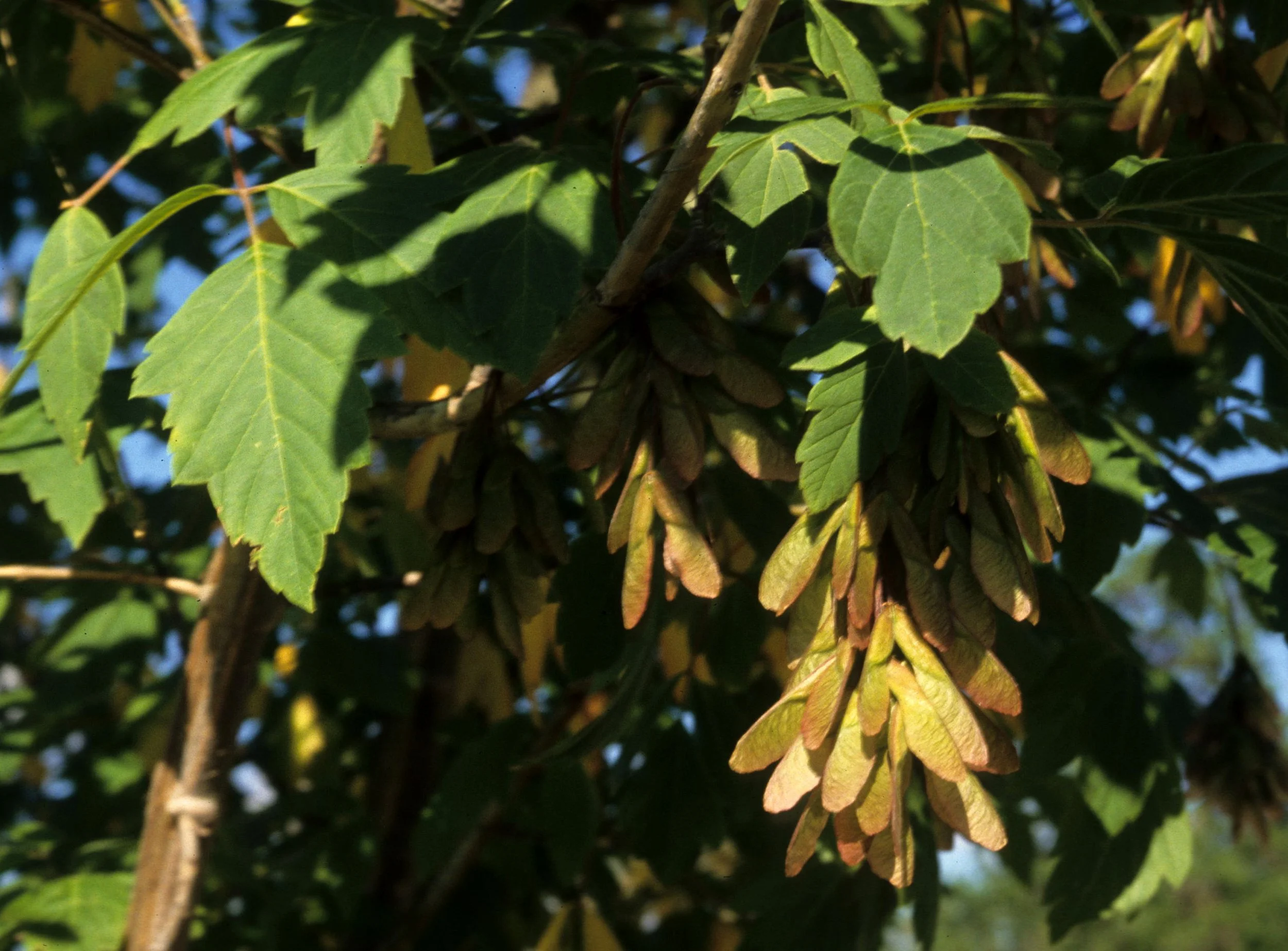 AMERICAN RIVER - ACER NEGUNDO CALIFORNICUM - CALIFORNIA BOX ELDER.jpg