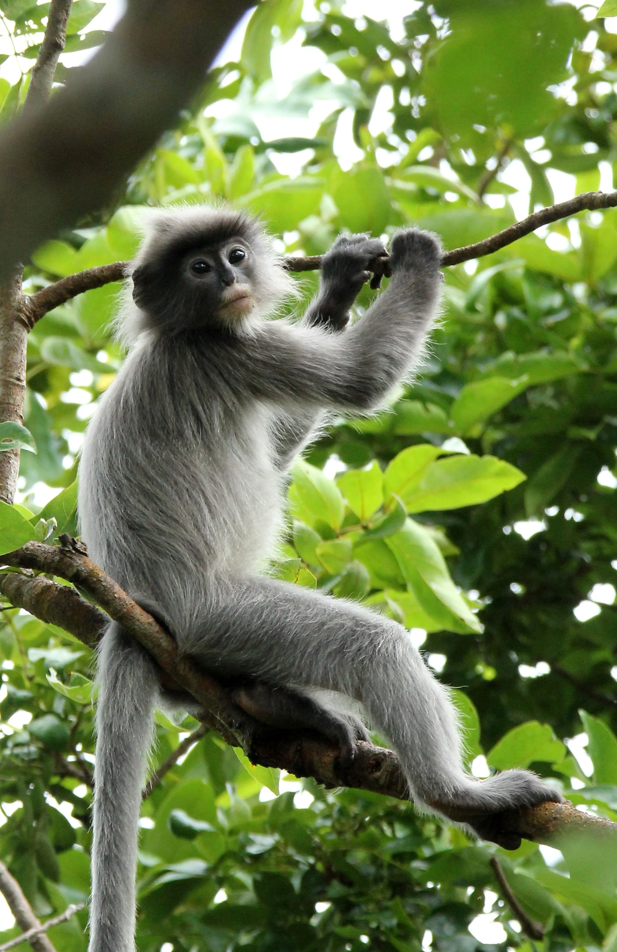CERCOPITHECIDAE - Trachypithecus crepusculus - INDOCHINESE GRAY LANGUR - PHI THA KHON TEMPLE LOEI (2).JPG