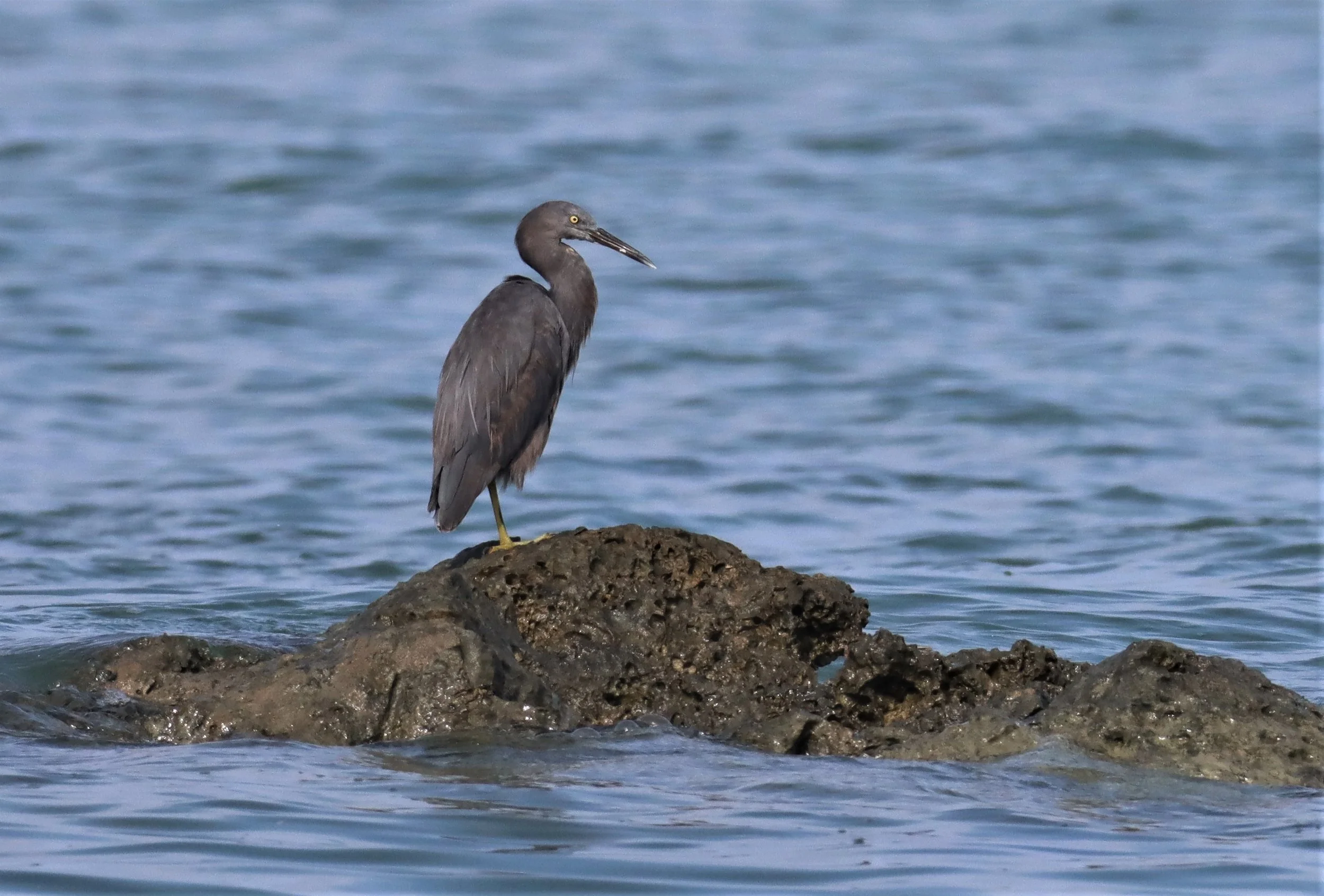 EGRET - PACIFIC REEF EGRET - Egretta sacra - LAEM PAKARAM PHANG NGA (10).jpg