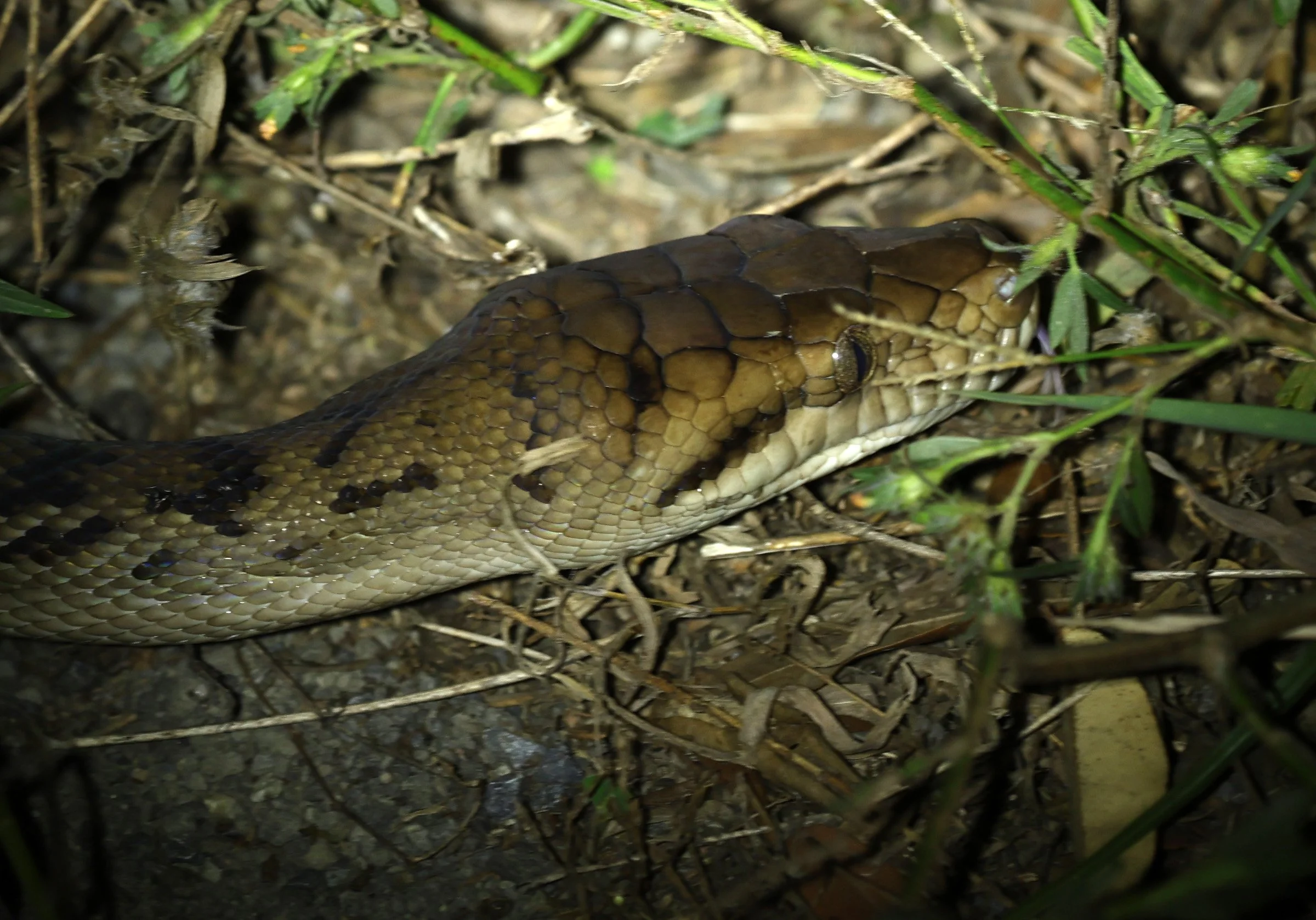 Amethystine or Australian Scrub Python (Simalia kinghorni) Road to Lions Den Restaurant - Queensland (9).jpg