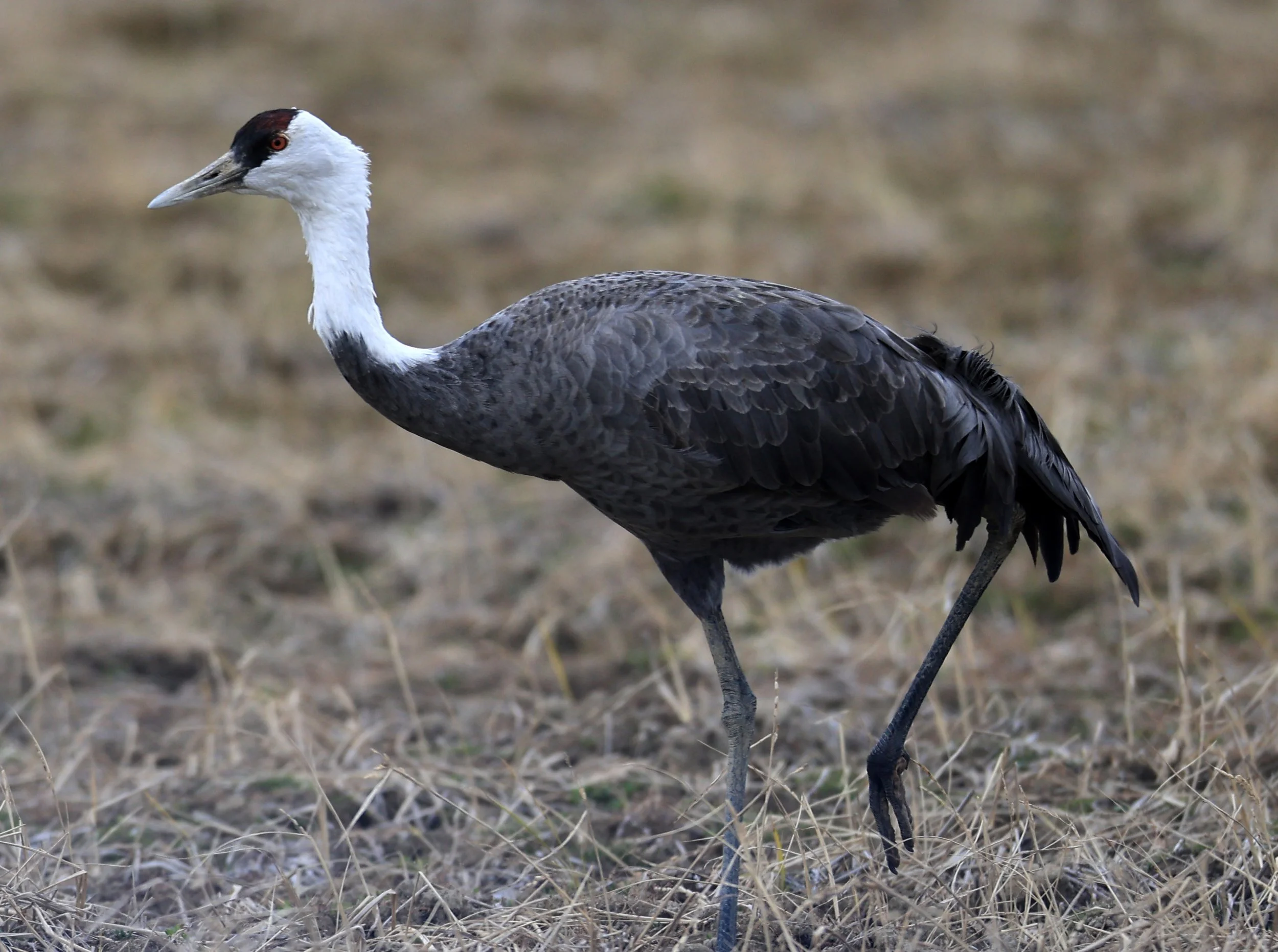 Hooded Crane (Grus monacha) Izumi Crane Park & Center, Izumi Kagoshima Kyushu Japan (111).jpg