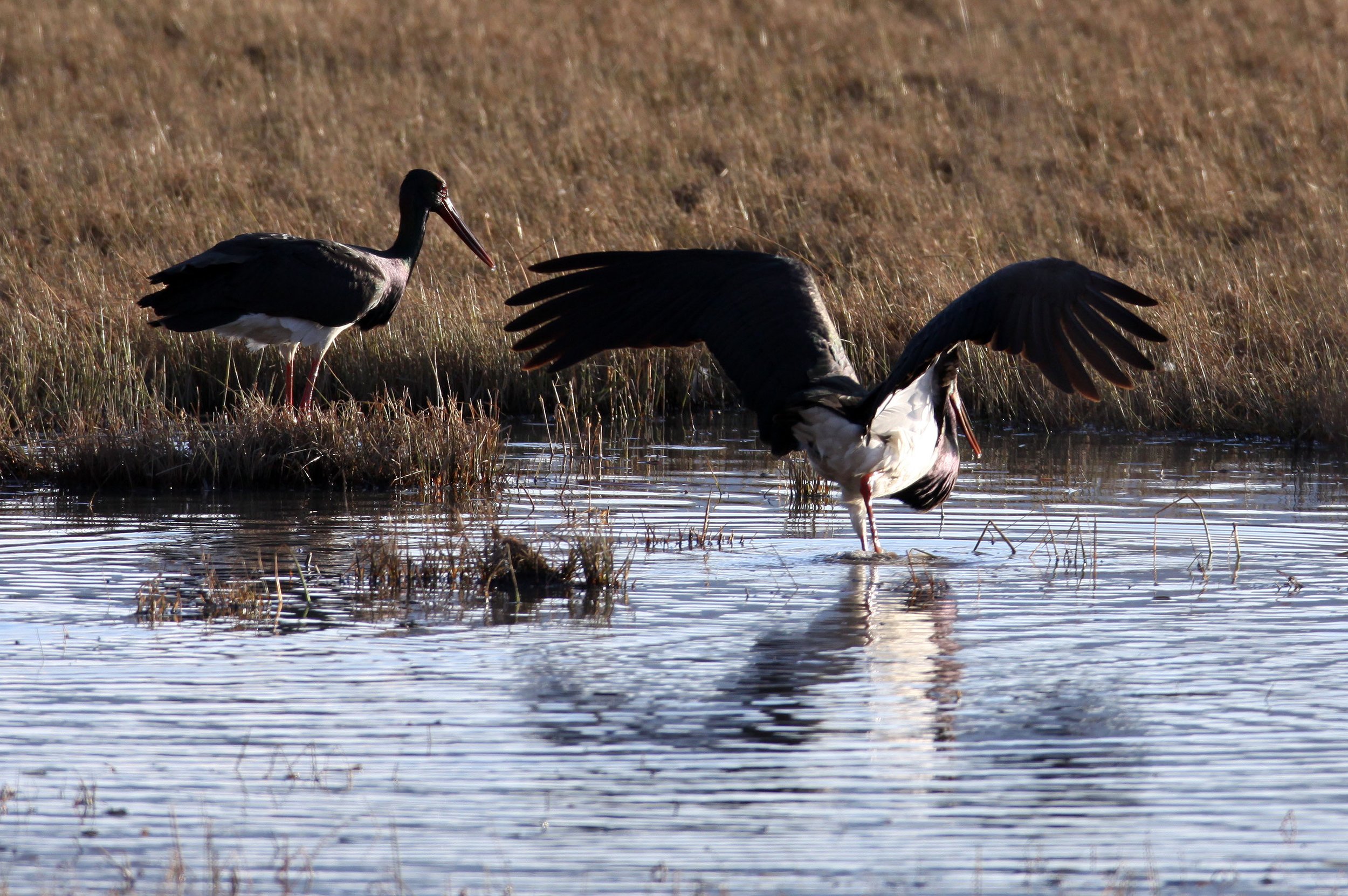 STORK - BLACK STORK - Ciconia nigra - NAPAHAI WETLANDS YUNNAN CHINA (8).JPG