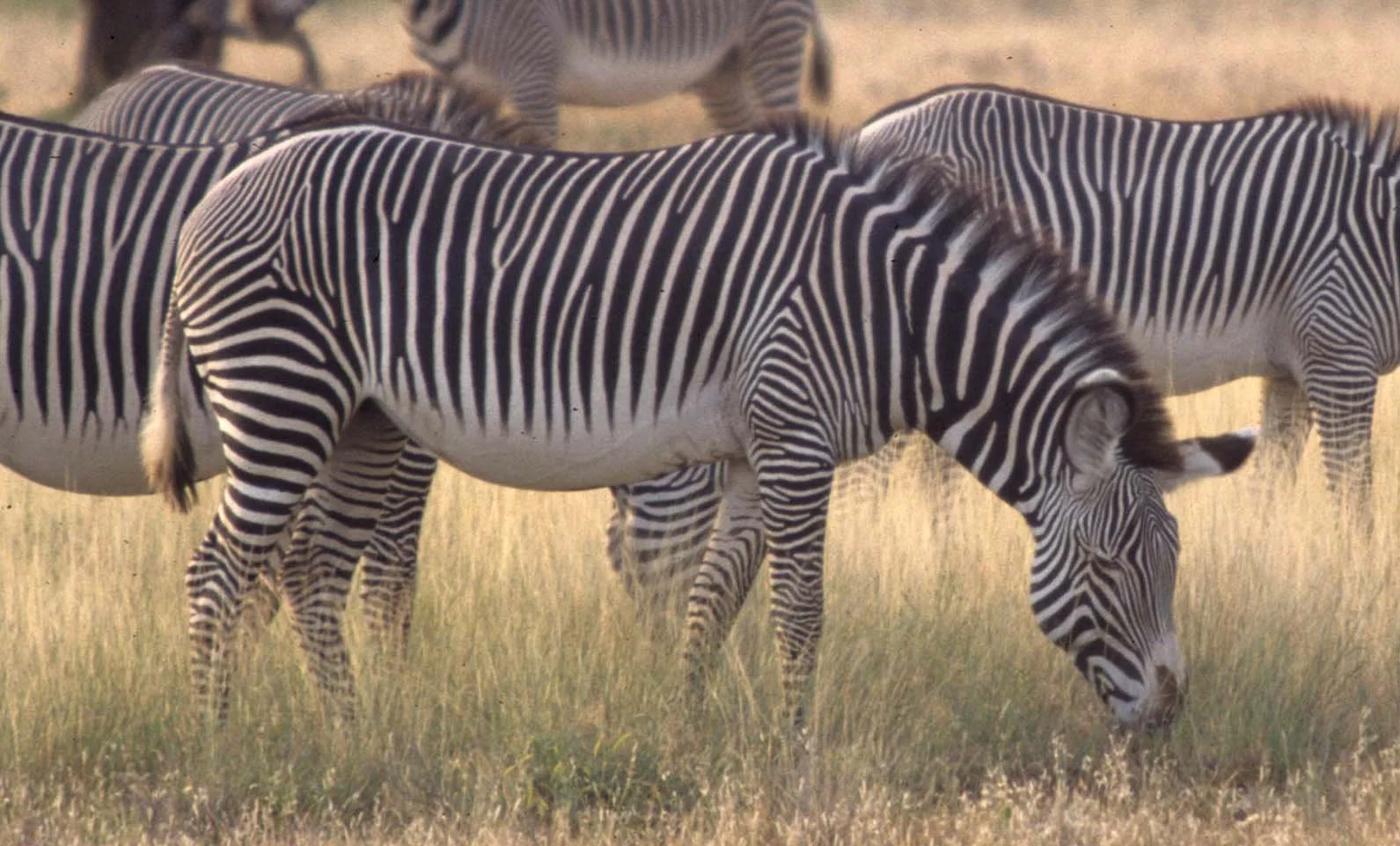 EQUIN - ZEBRA-GREVYS-SHABA (6).jpg