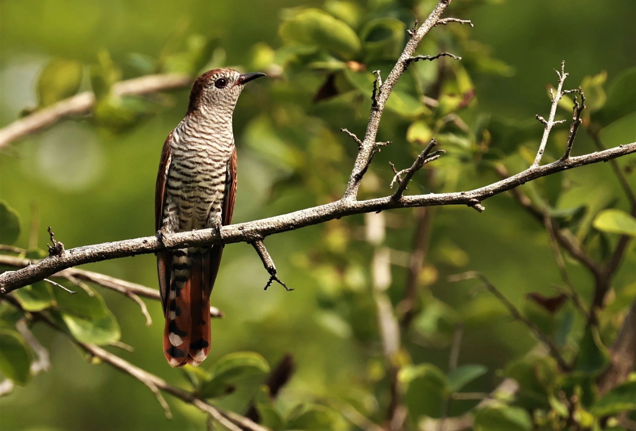 Violet Cuckoo (Chrysococcyx xanthorhynchus) Rama IX Park Bangkok (56).jpg