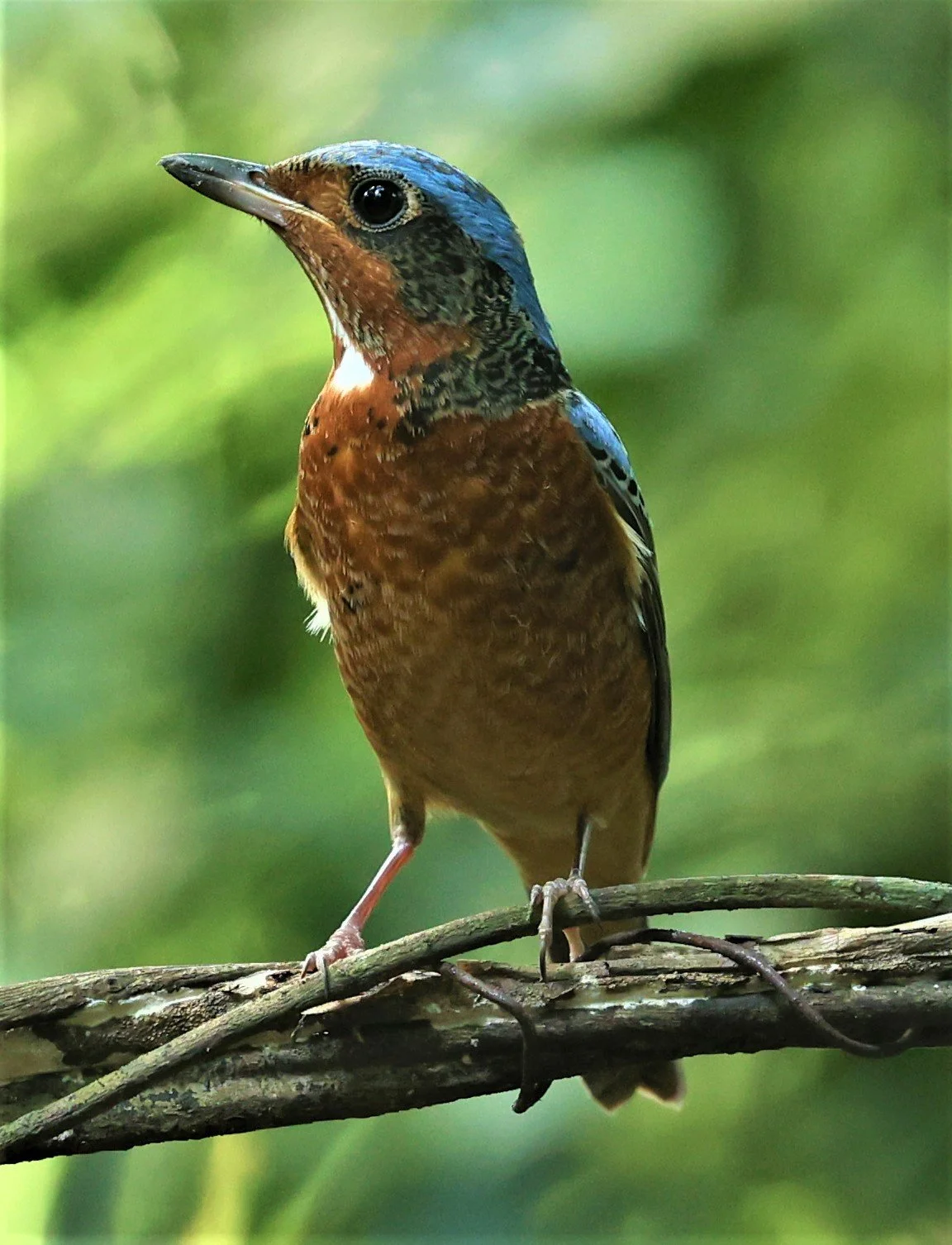 ROCK-THRUSH - WHITE-THROATED ROCK-THRUSH - Monticola gularis - WAT THAM PRATHUM CHONBURI March 2022 (10).jpg