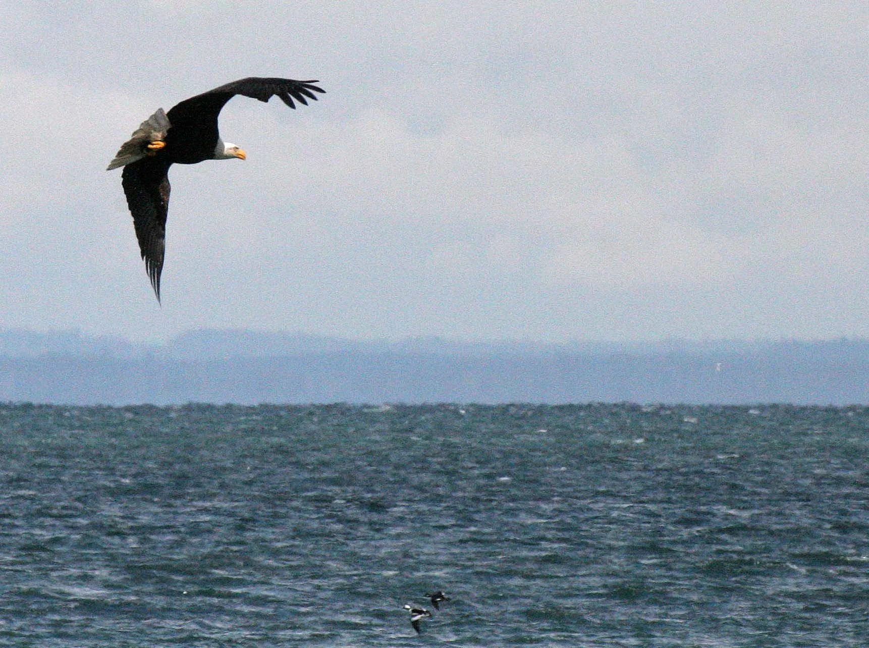 BIRD - EAGLE - BALD EAGLE - FISHING HUMBOLT SQUID - SEQUIM BAY WA (24).JPG