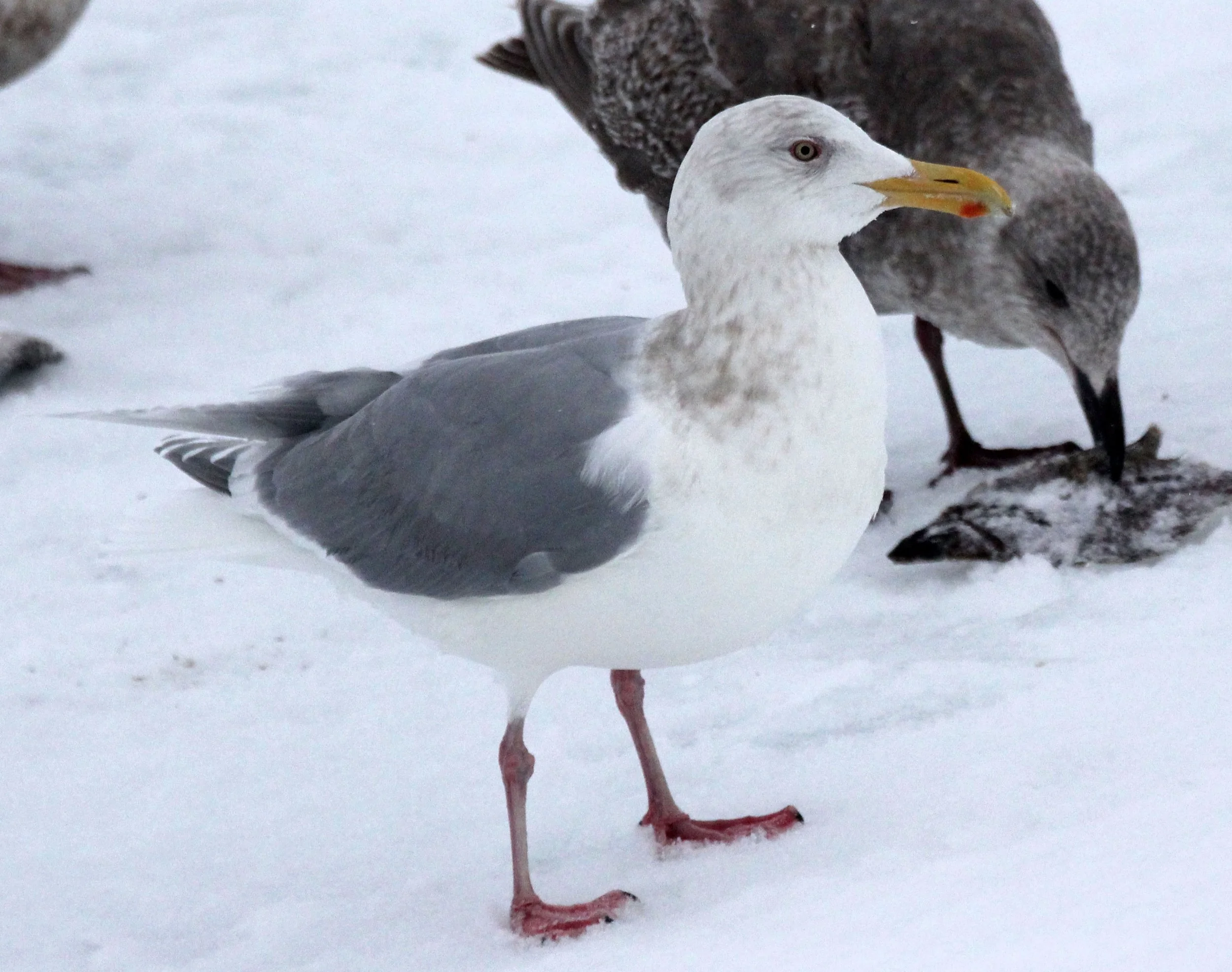 BIRD - GULL - GLAUCOUS-WINGED GULL - RAUSU - SHIRETOKO PENINSULA & NATIONAL PARK - HOKKAIDO JAPAN (4).JPG