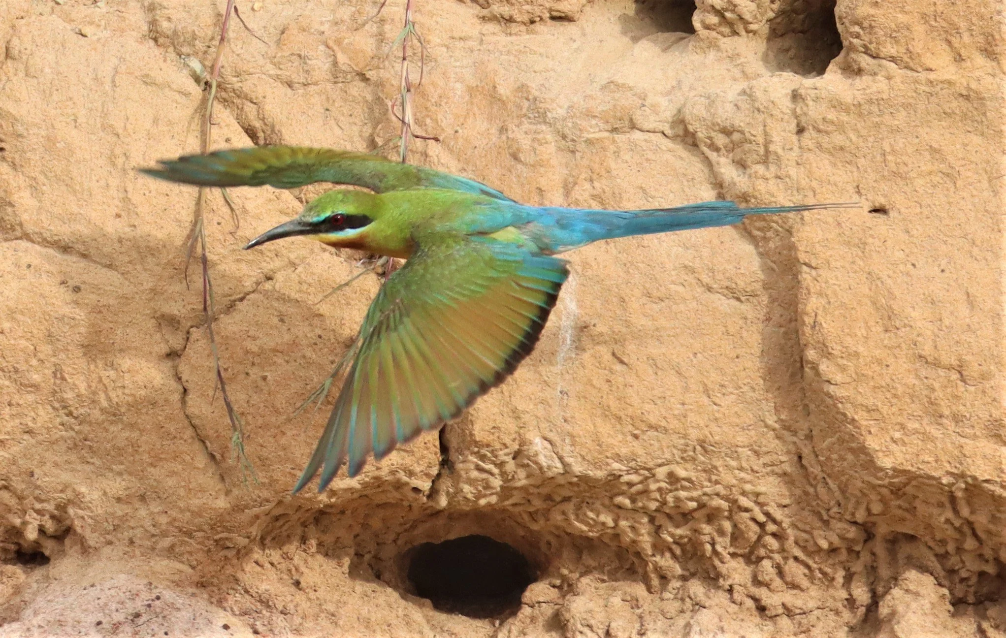 BEE EATER - BLUE-TAILED BEE-EATER - Merops philippinus - PETCHABURI OPEN QUARY AREA ON WAY TO BAAN MAKA (35).jpg