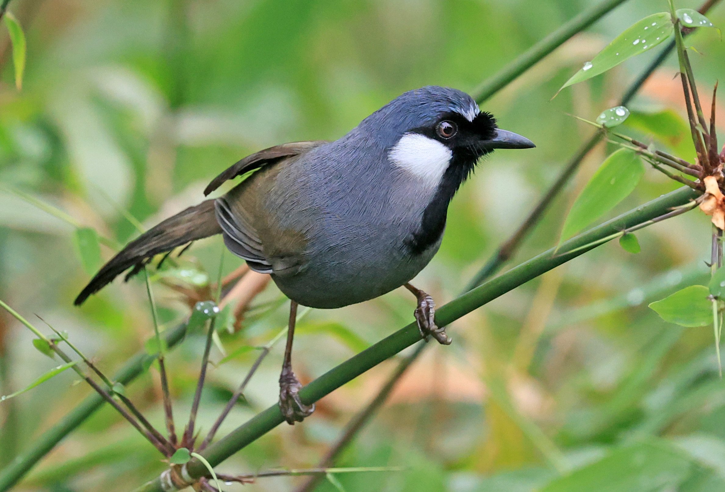 Black-throated Laughingthrush (Pterorhinus chinensis) Khao Yai National Park Feb 2026 Day 2 (45).jpg
