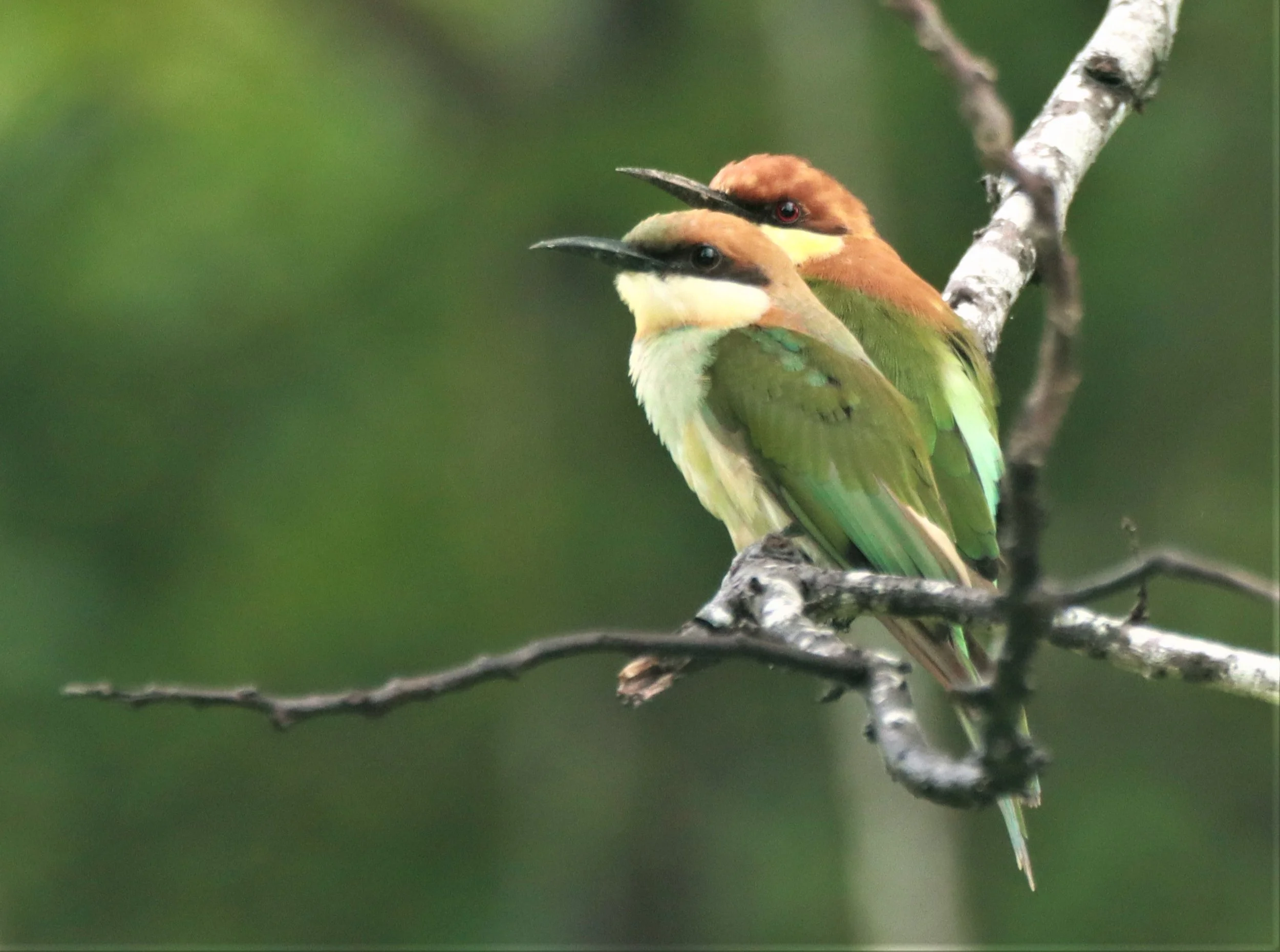 BEE-EATER - CHESTNUT-HEADED BEE-EATER - Merops leschenaulti - KHAO SOK SURAT THANI (9).jpg